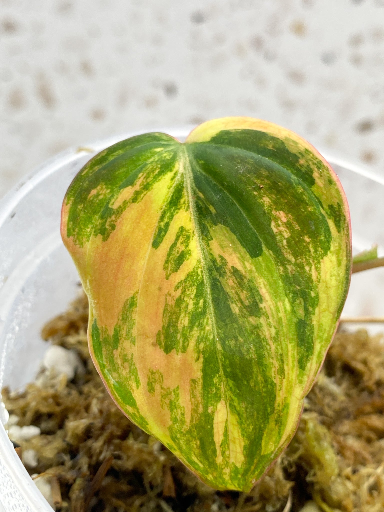 Philodendron Micans Aurea Variegated 2 Leaf