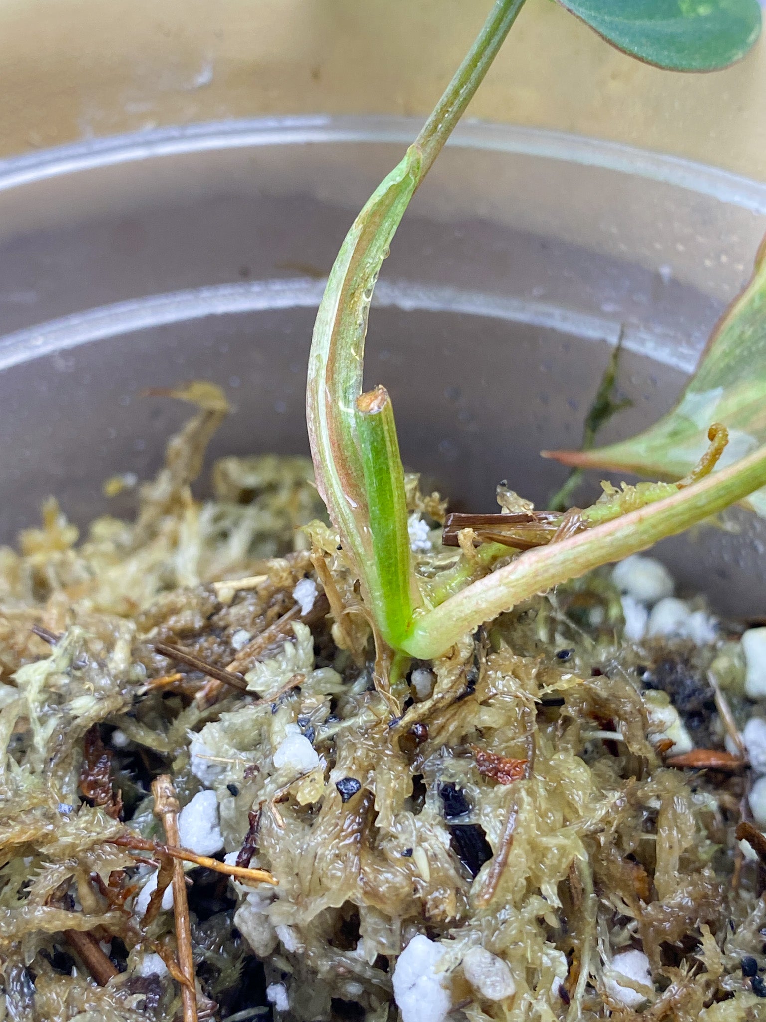 Philodendron Micans Aurea Variegated 2 Leaf