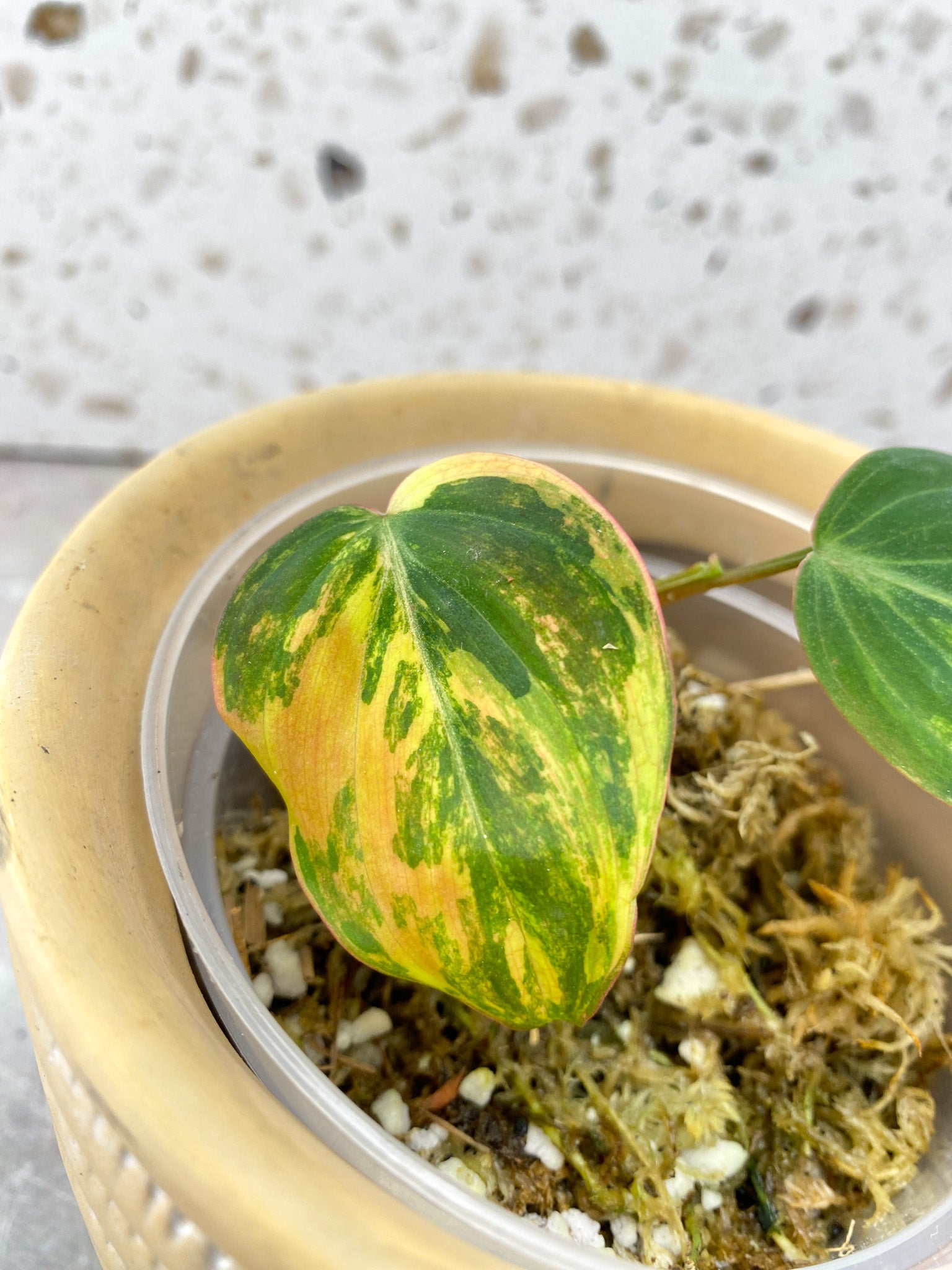 Philodendron Micans Aurea Variegated 2 Leaf