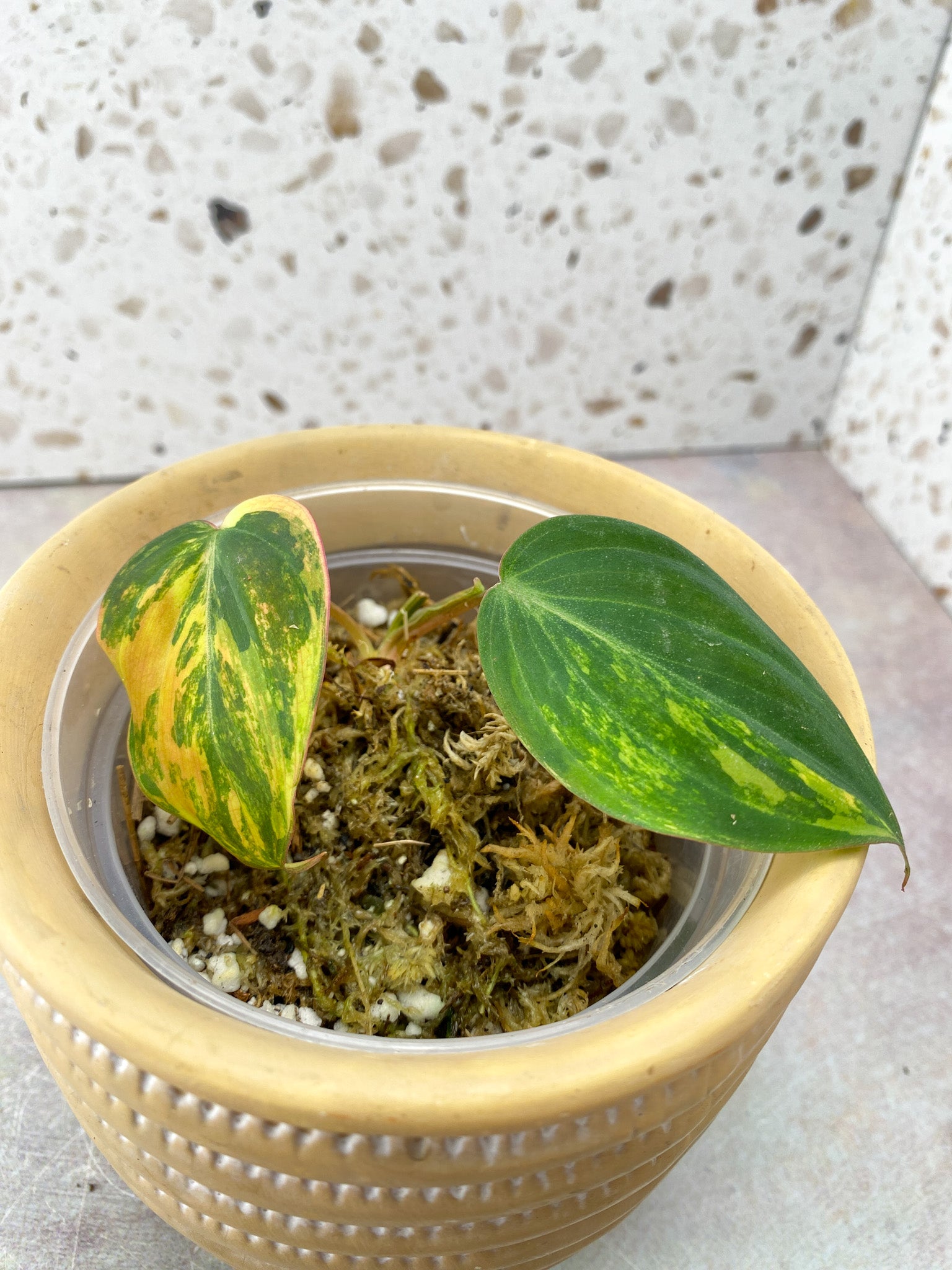 Philodendron Micans Aurea Variegated 2 Leaf