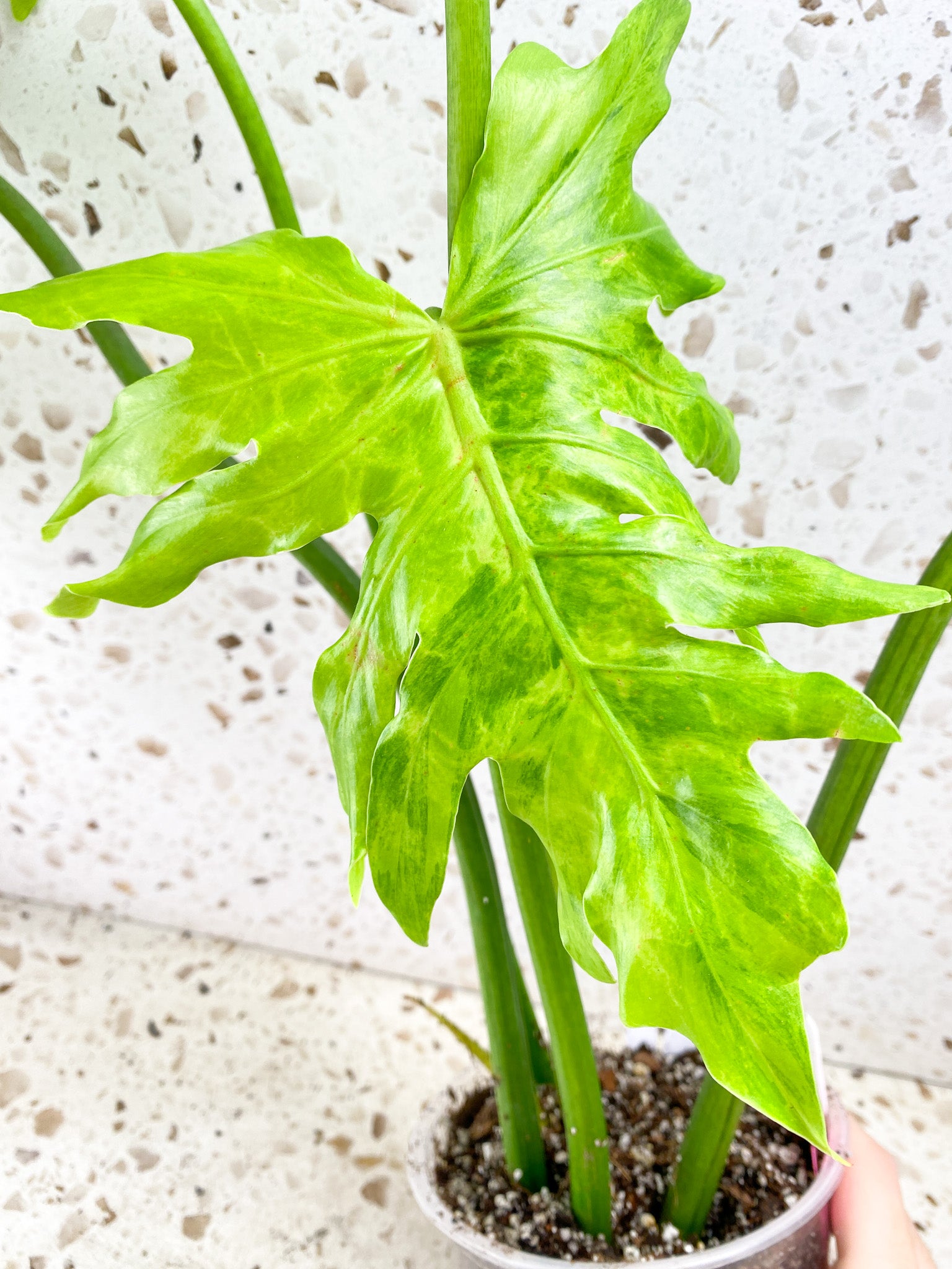 Thaumatophyllum/Philodendron Radiatum Variegated 5 big leaves 1 shoot slightly rooted mother plant