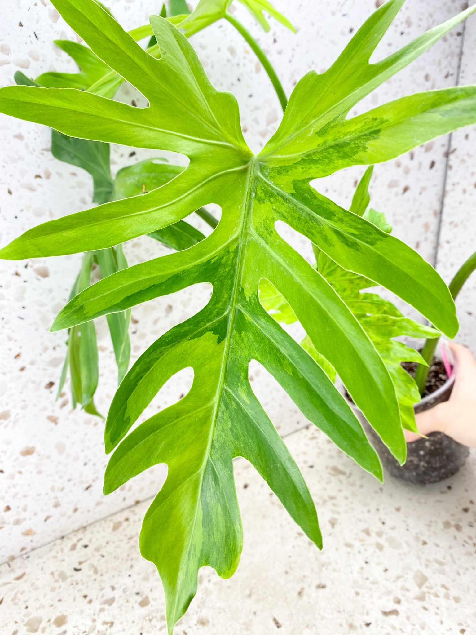 Thaumatophyllum/Philodendron Radiatum Variegated 5 big leaves 1 shoot slightly rooted mother plant