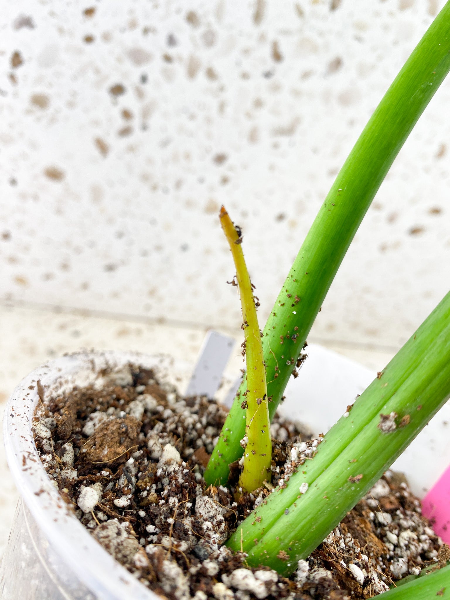 Thaumatophyllum/Philodendron Radiatum Variegated 5 big leaves 1 shoot slightly rooted mother plant