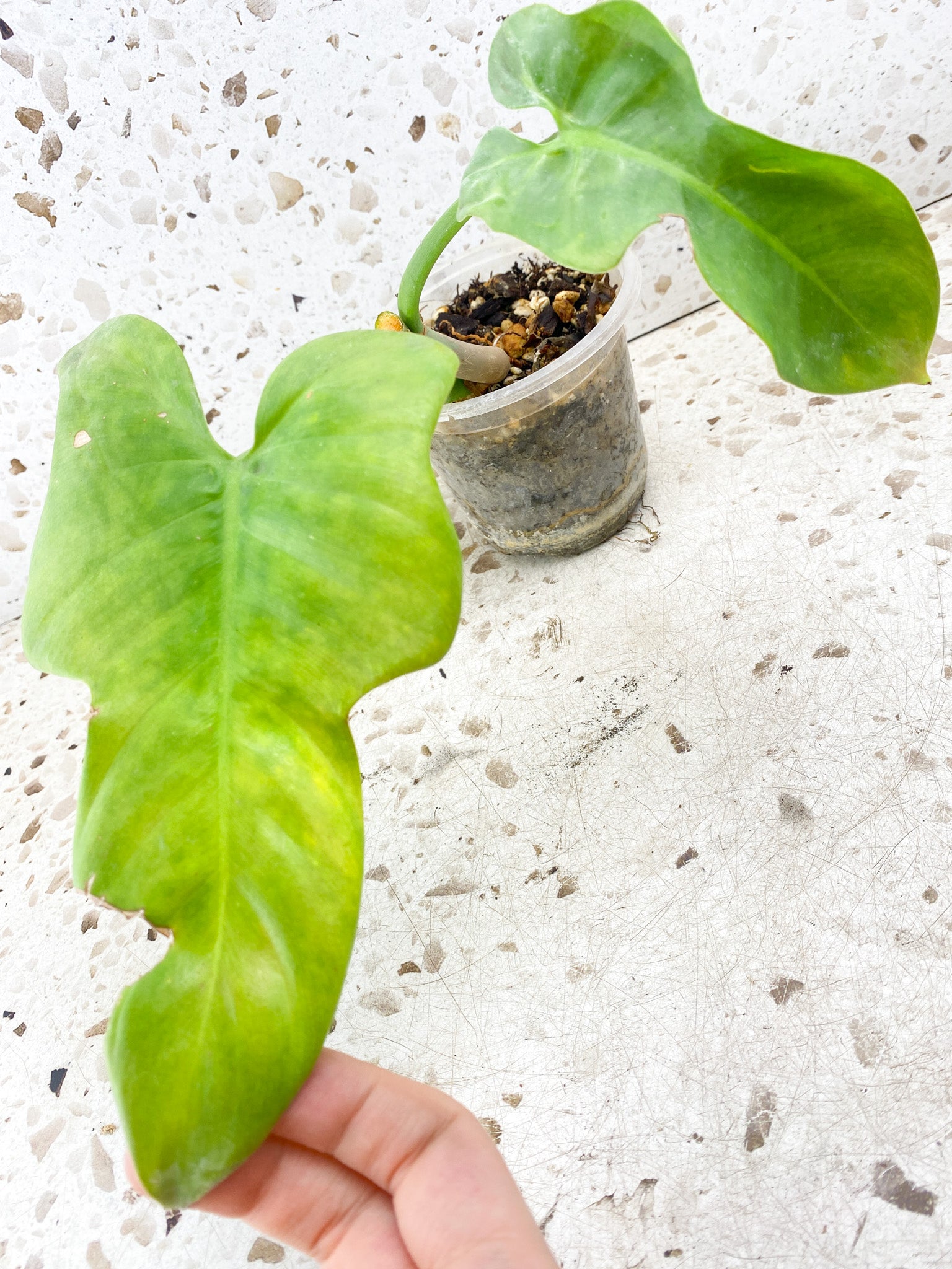 Philodendron Bipennifolium Aureum 2 leaves FREE