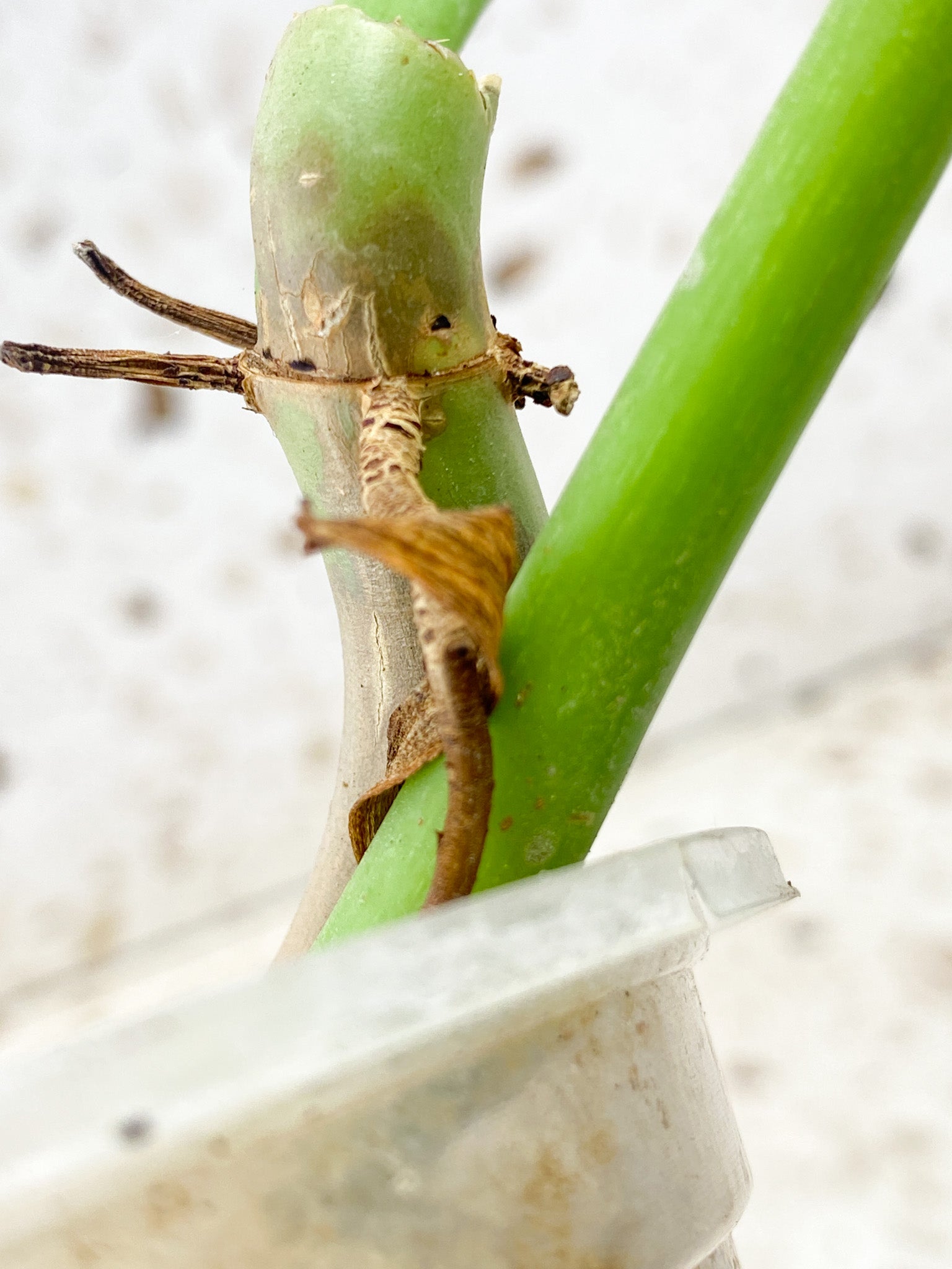 Philodendron Bipennifolium Aureum 2 leaves FREE