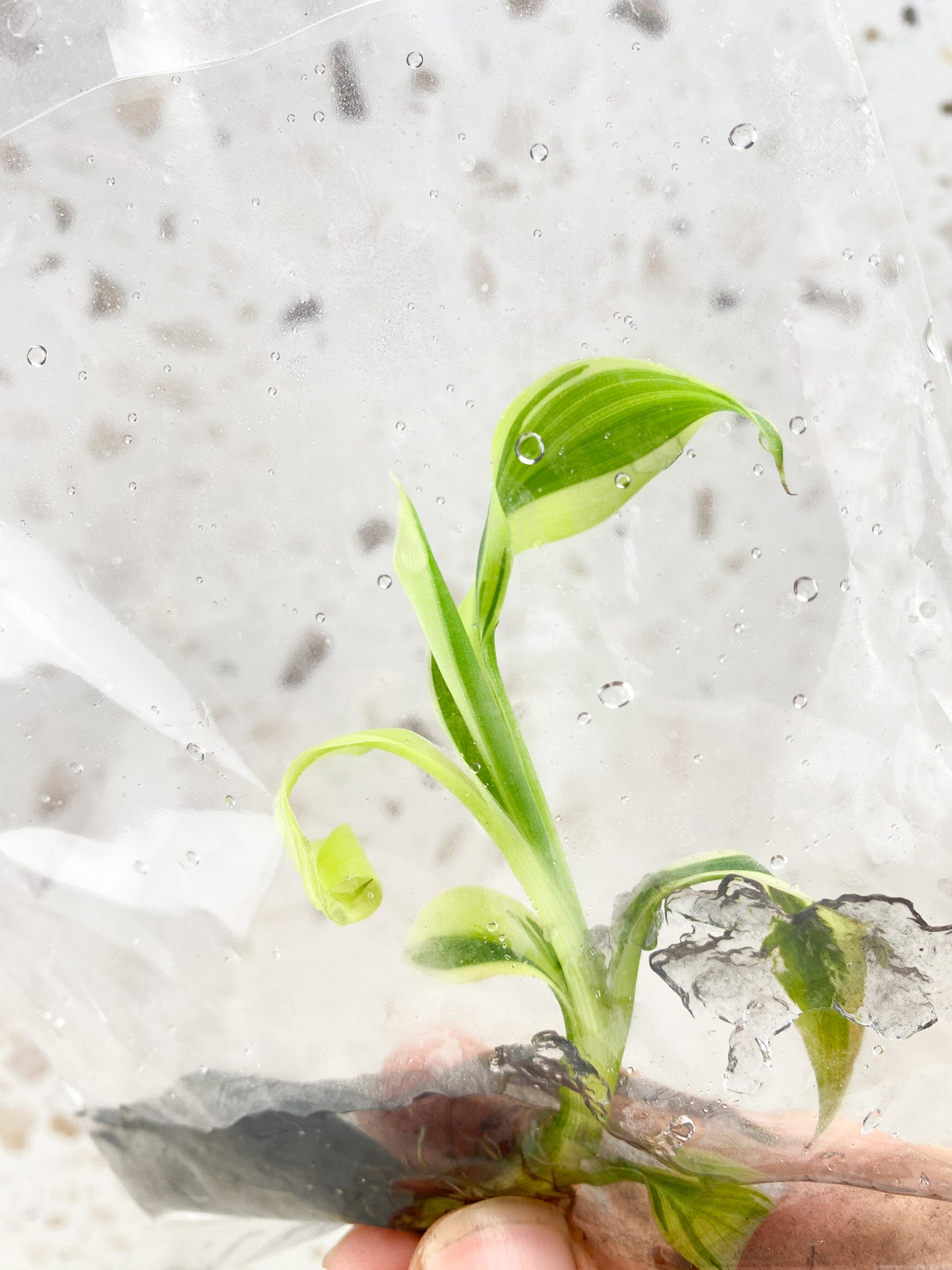 Musa Nono (Pink Variegated Banana) baby tissue culture rooting