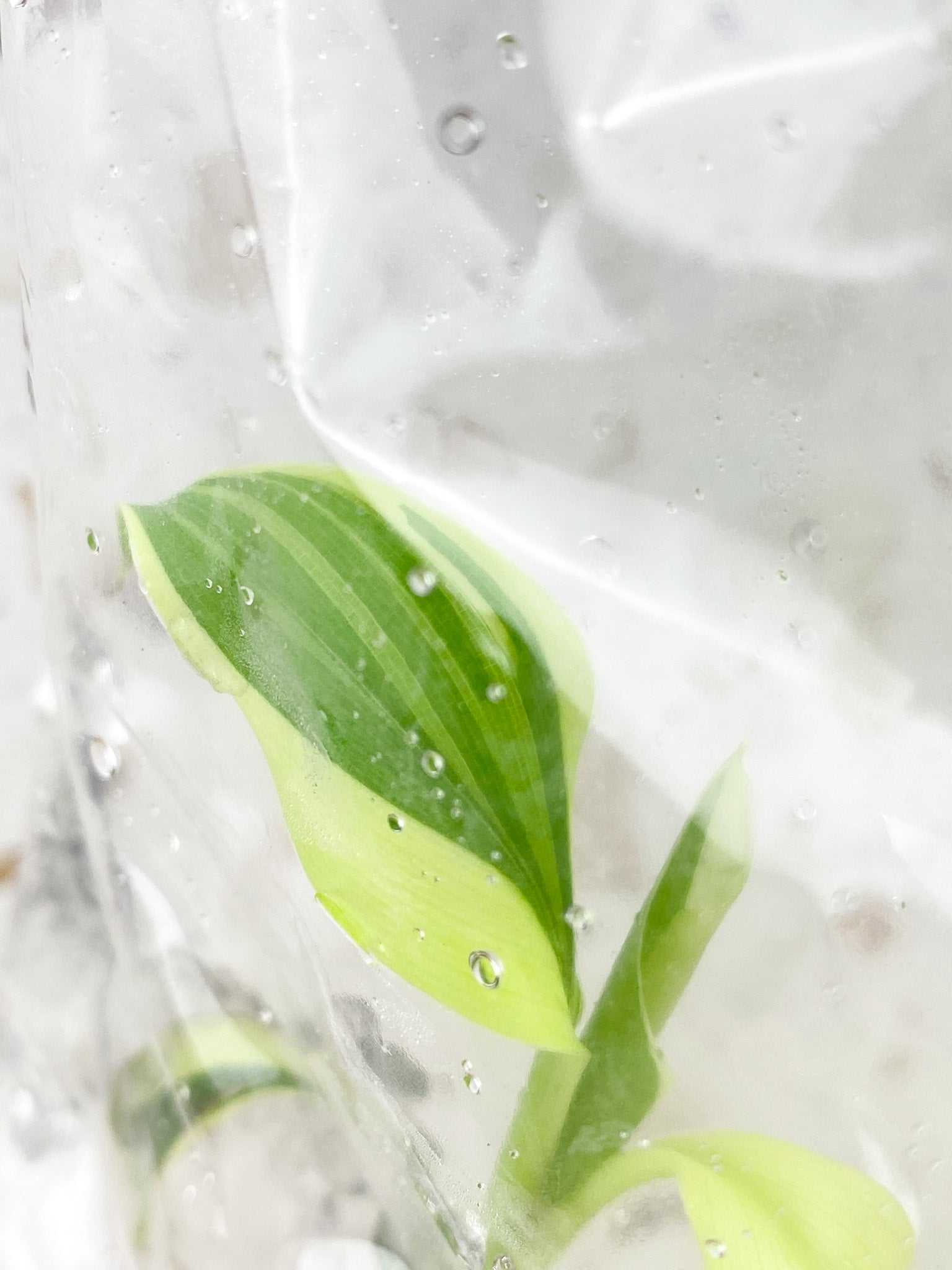 Musa Nono (Pink Variegated Banana) baby tissue culture rooting