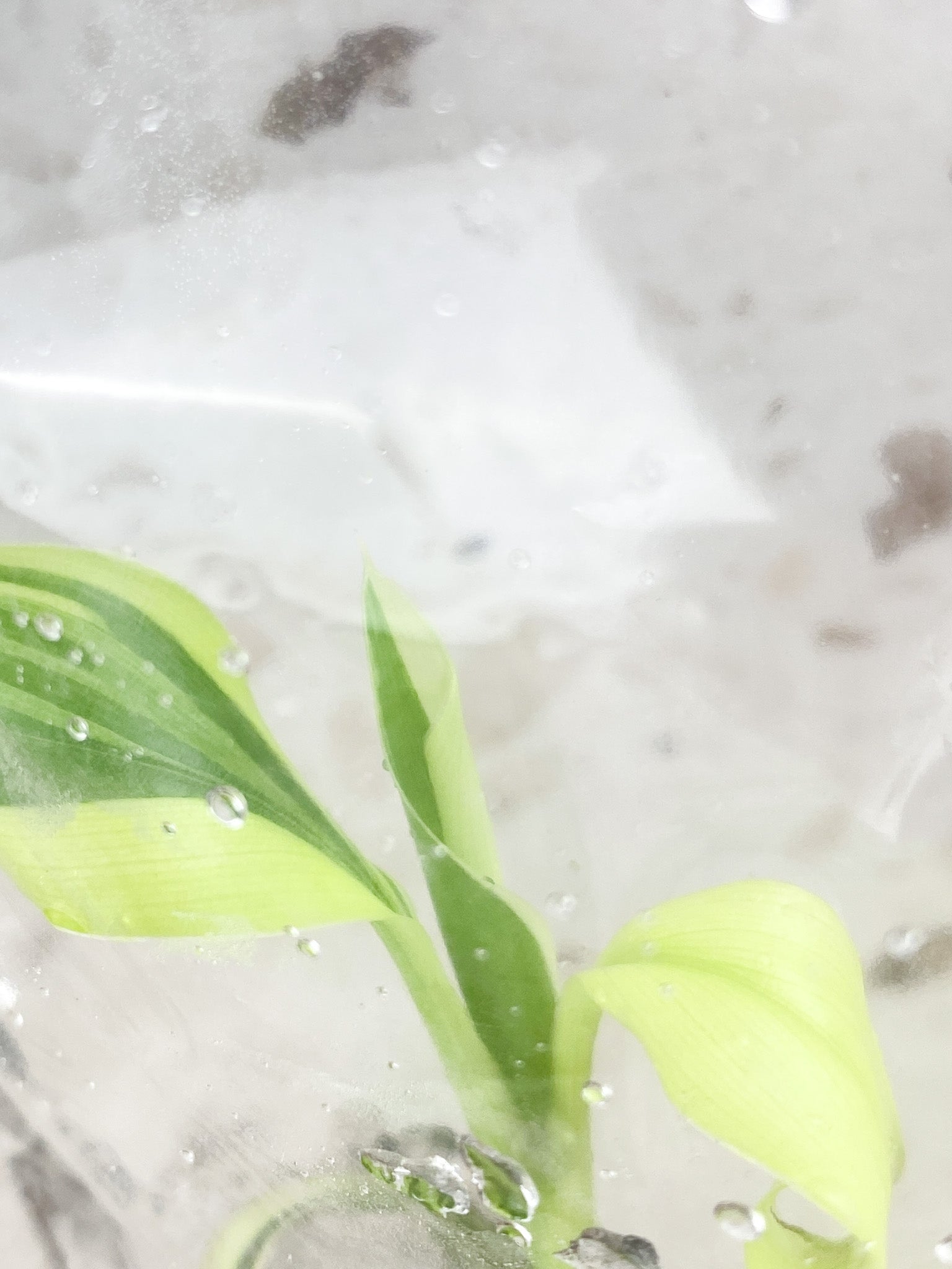 Musa Nono (Pink Variegated Banana) baby tissue culture rooting