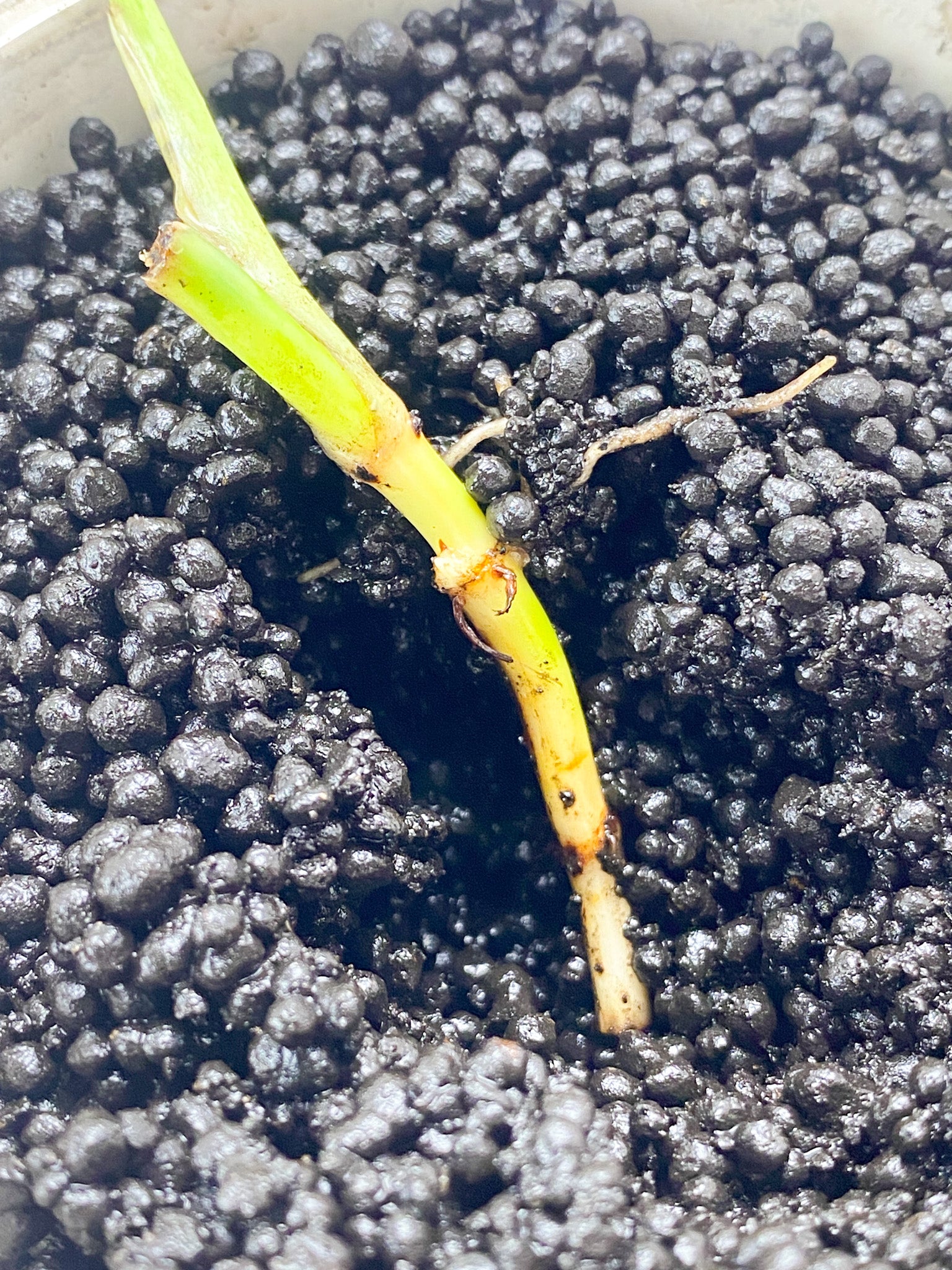 Philodendron Melanochrysum Variegated triple node (Leafless)