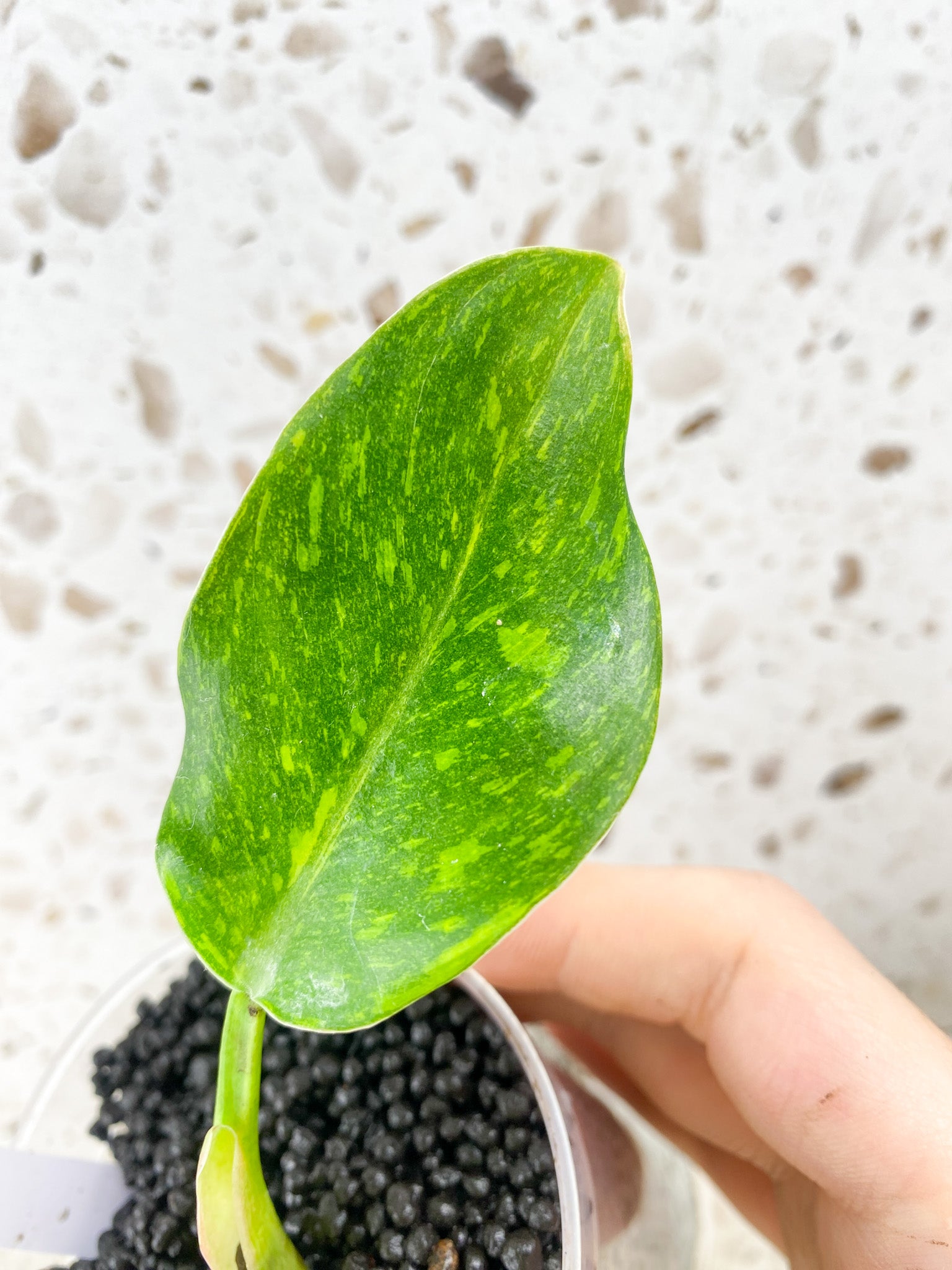 Philodendron Green Congo Hybrid 2 leaf top cutting (rooting)