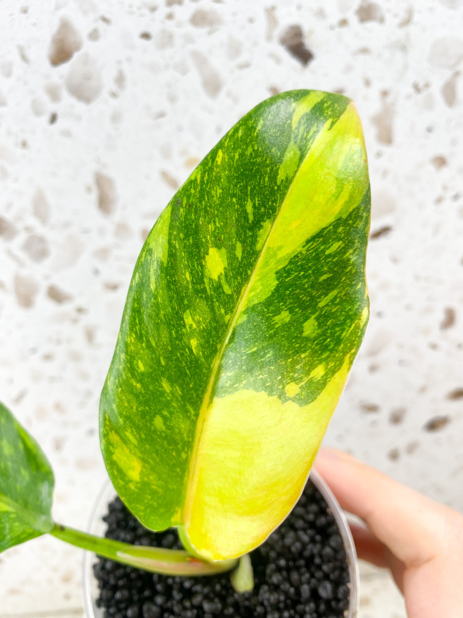 Philodendron Green Congo Hybrid 2 leaf top cutting (rooting)