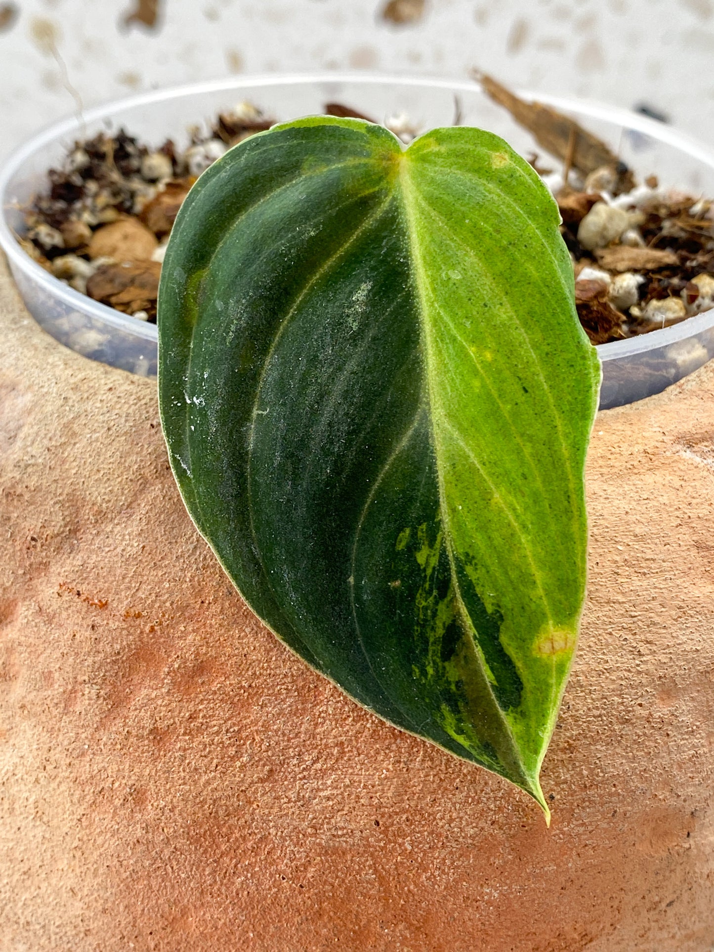 Philodendron Melanochrysum 1 Leaf