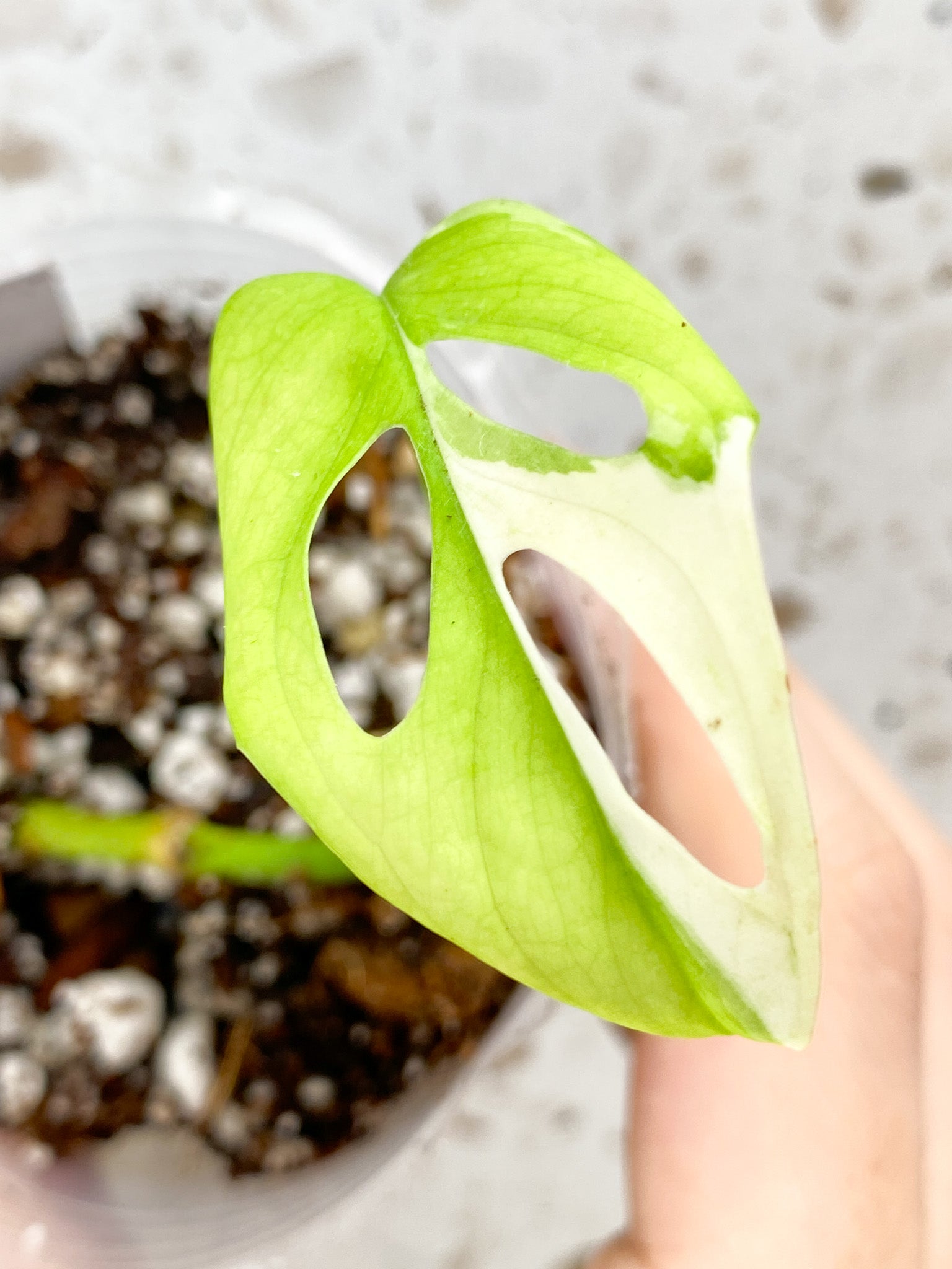 Mini Give Away: Monstera Adansonii Japanese Tricolor 1 baby leaf top cutting multiple nodes (rooting)