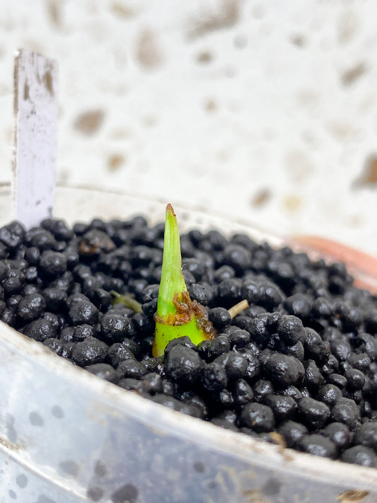 Schismatoglottis Wallichii Variegated sprout (rooting)
