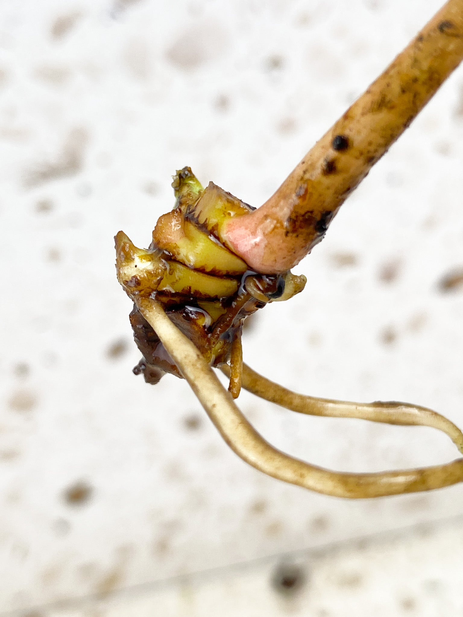 Philodendron Gloriosum 'Snow Leopard' Variegated node with 2 sprouts (rooting)