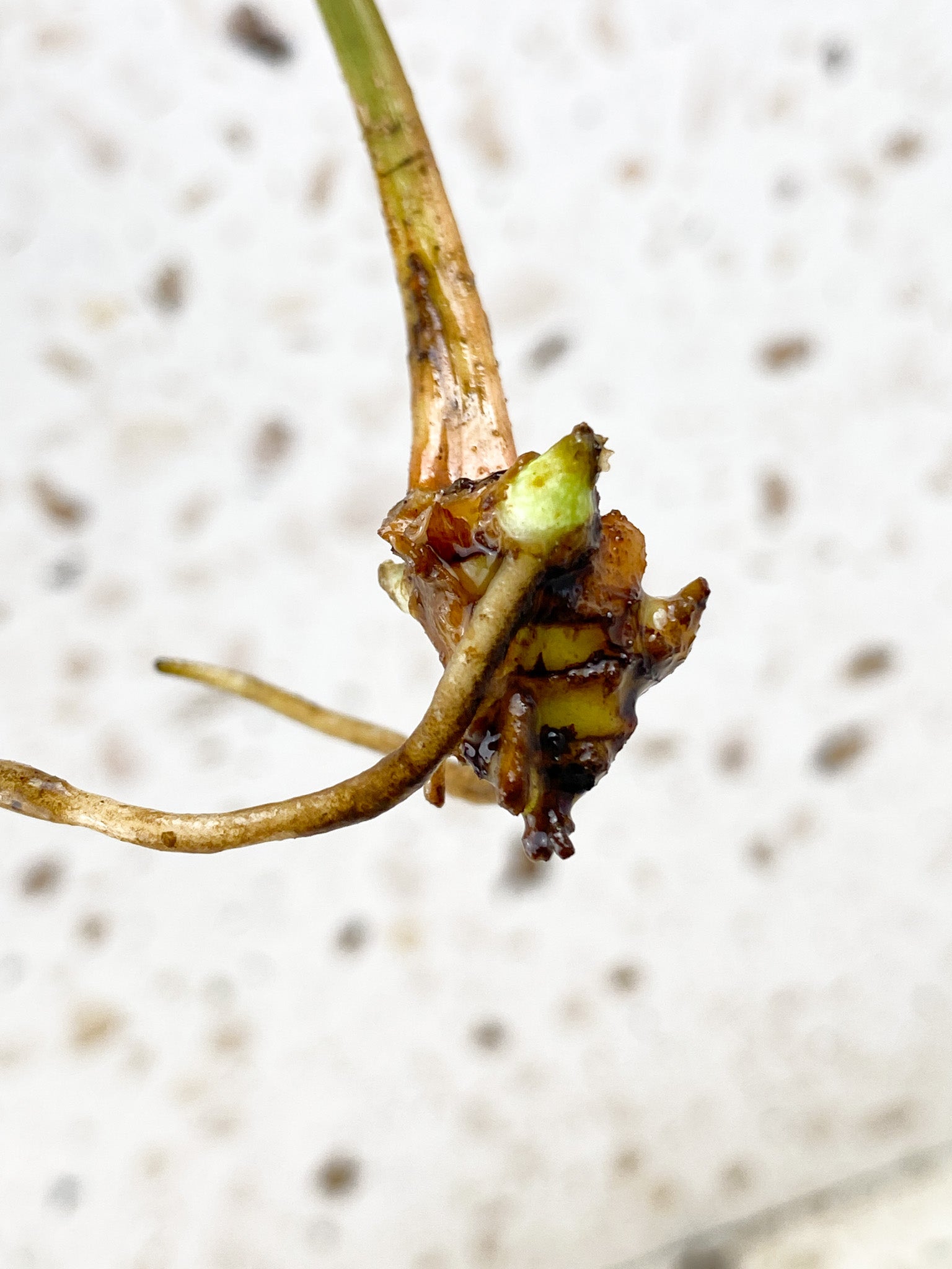 Philodendron Gloriosum 'Snow Leopard' Variegated node with 2 sprouts (rooting)