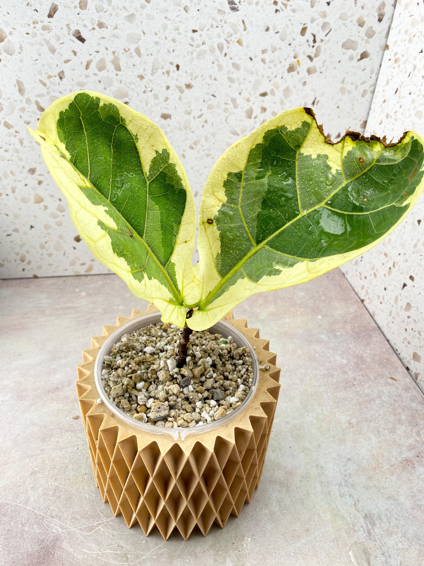 Ficus Lyrata Variegated 2 Leaf