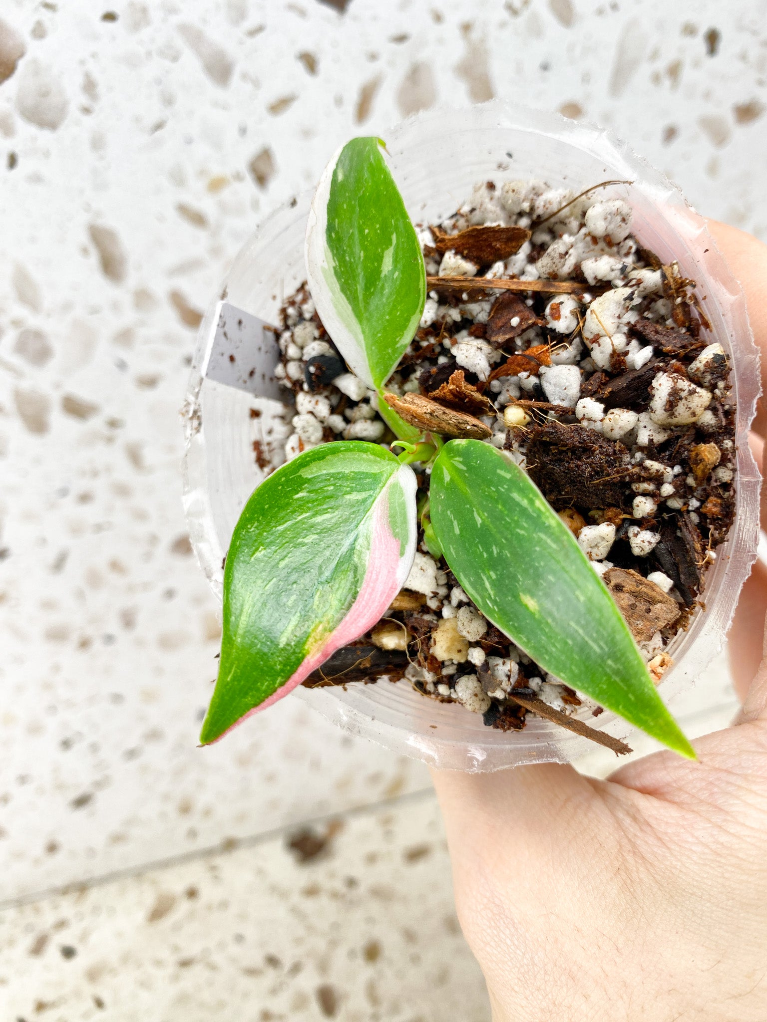 Philodendron White Princess Tricolor 3 leaf baby plant (rooting)