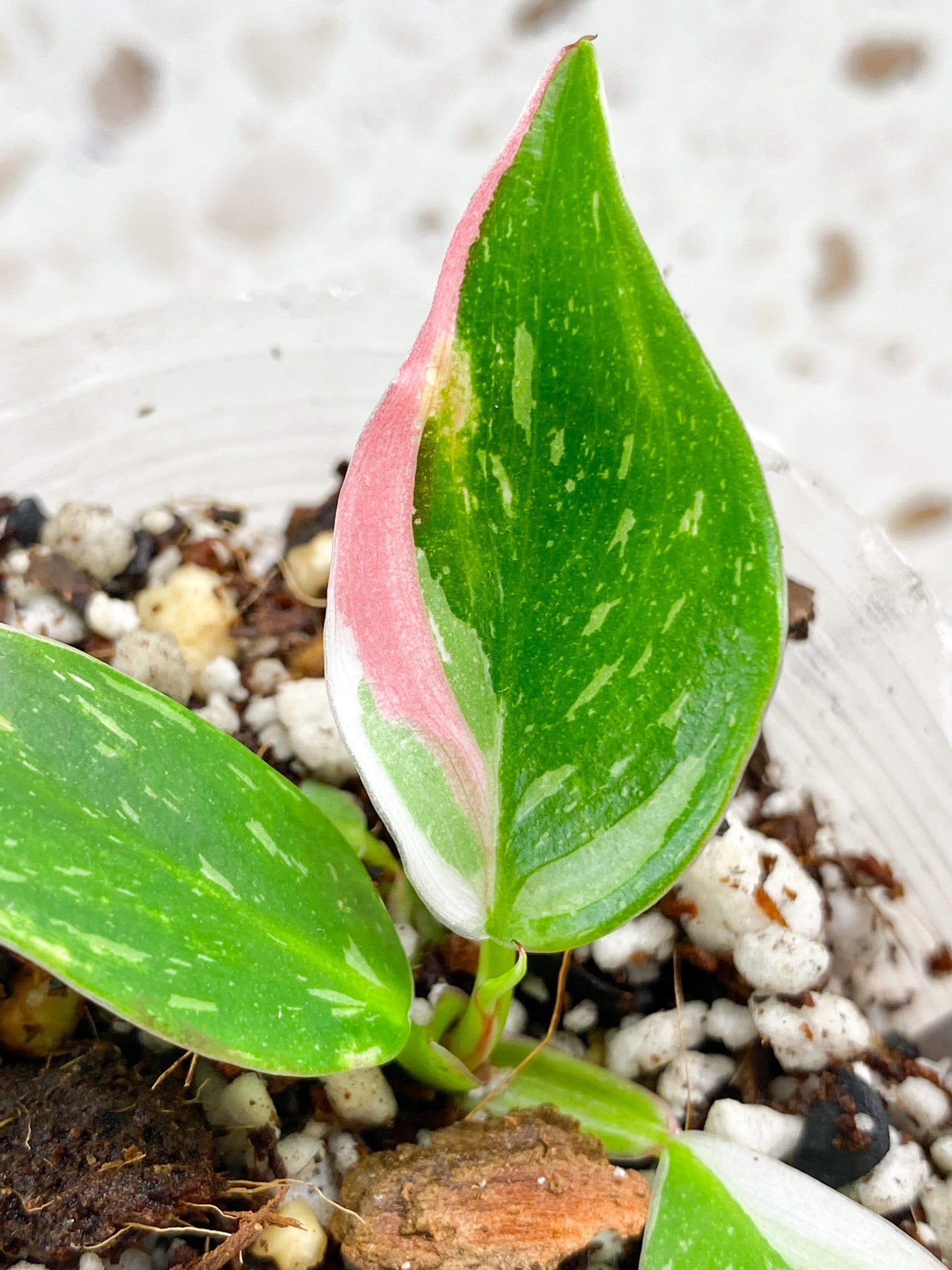 Philodendron White Princess Tricolor 3 leaf baby plant (rooting)