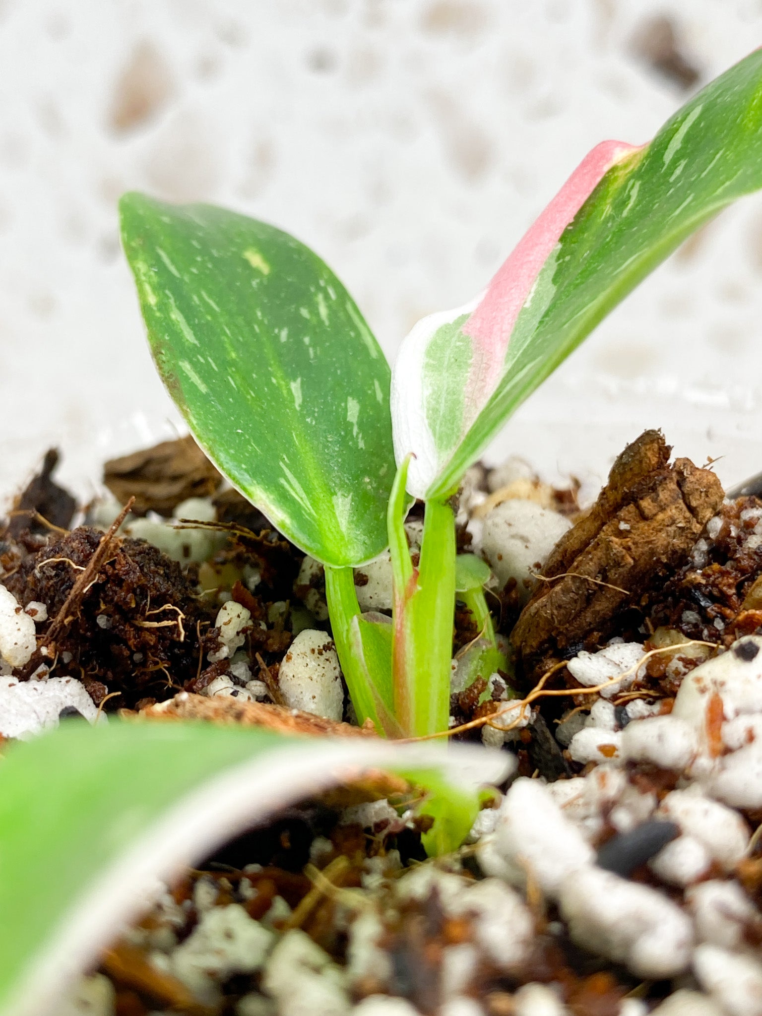 Philodendron White Princess Tricolor 3 leaf baby plant (rooting)