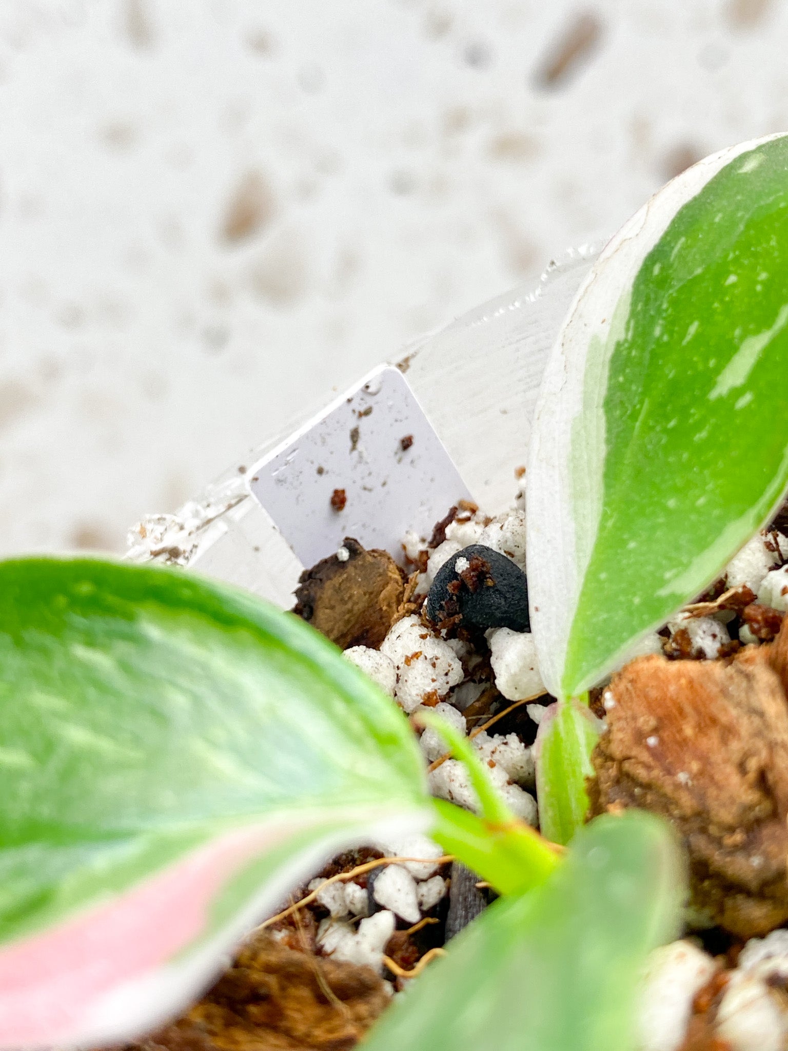 Philodendron White Princess Tricolor 3 leaf baby plant (rooting)