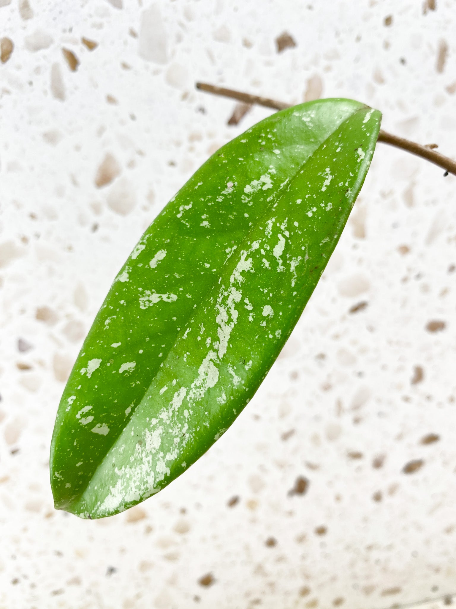 Hoya Pubicalyx Splash Yellow Flower 1 leaf (unrooted) FREE