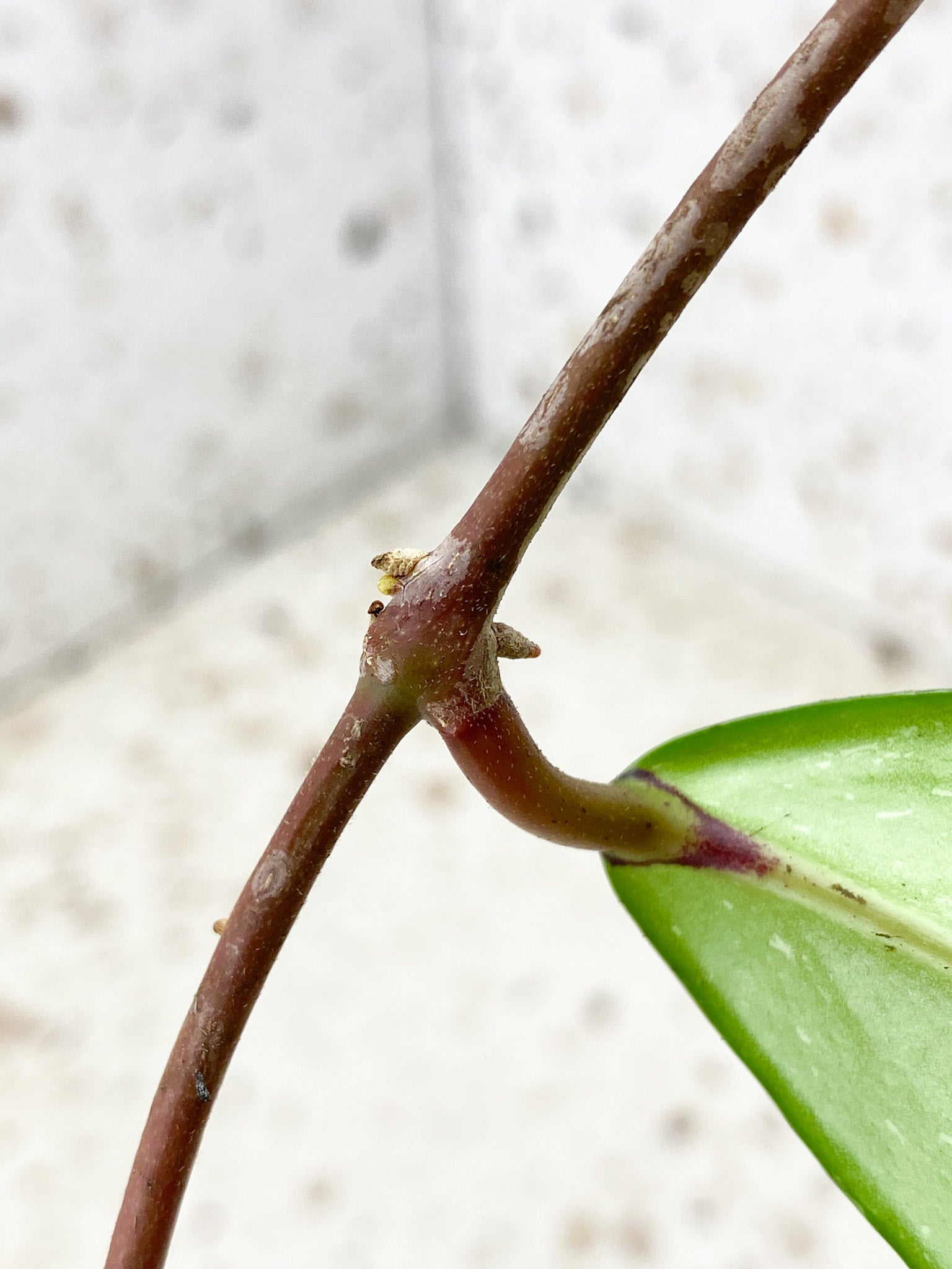 Hoya Pubicalyx Splash Yellow Flower 1 leaf (unrooted) FREE