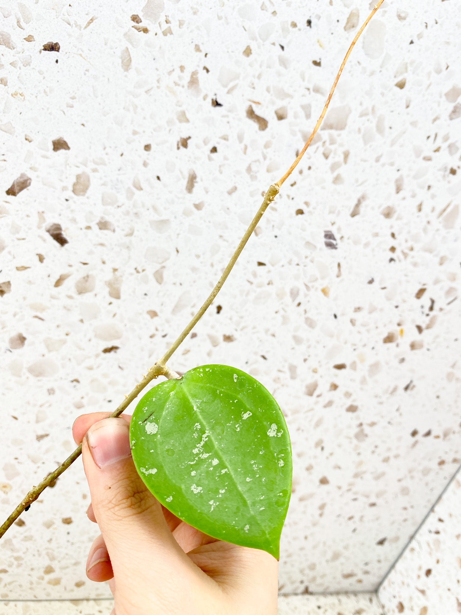 Hoya Verticillata Splash 1 leaf with runner (unrooted)