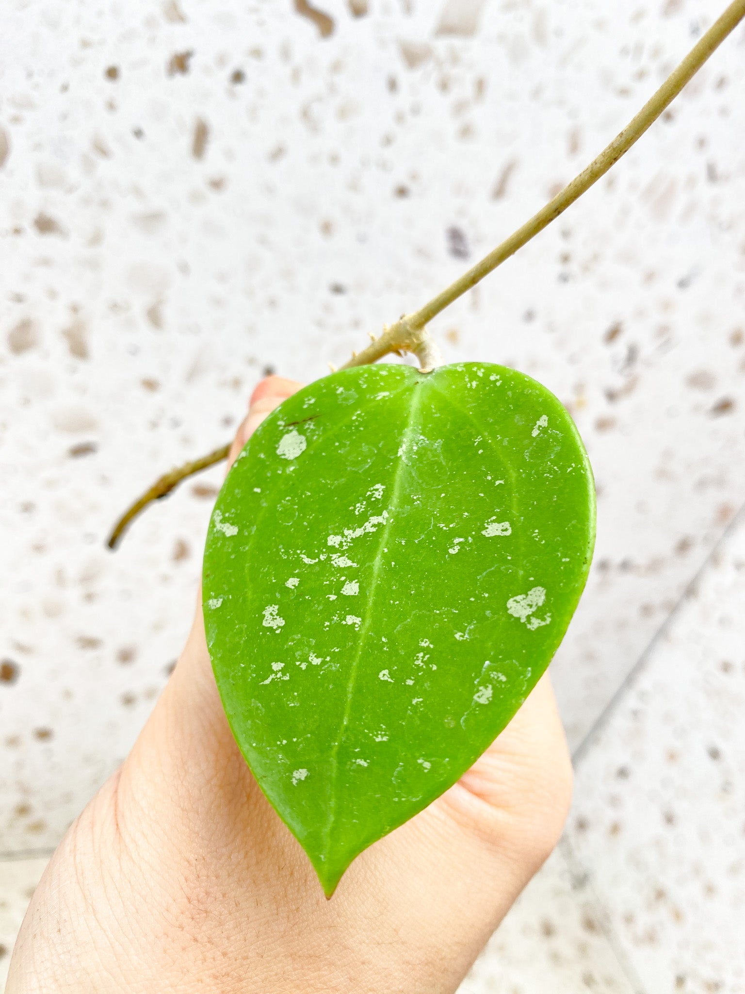 Hoya Verticillata Splash 1 leaf with runner (unrooted)