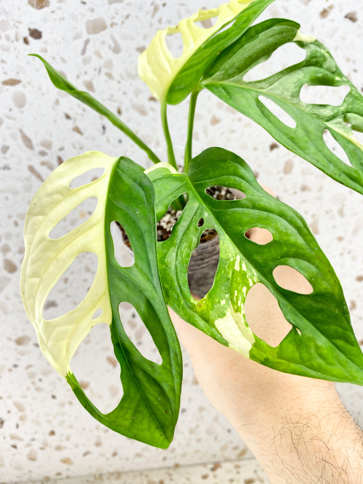 Monstera Adansonii Albo Tricolor 4 leaves 1 shoot top cutting (slightly rooted)