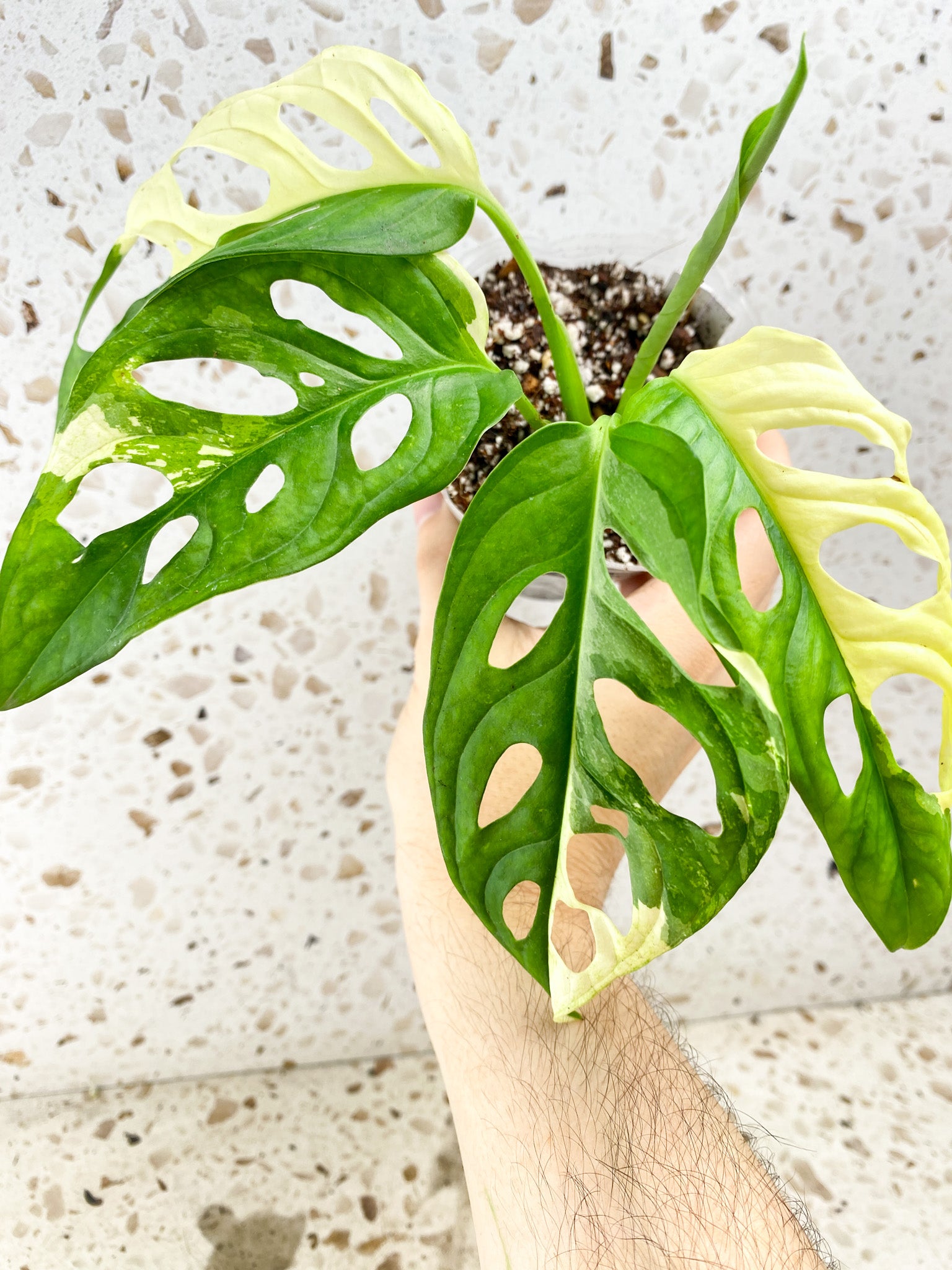 Monstera Adansonii Albo Tricolor 4 leaves 1 shoot top cutting (slightly rooted)