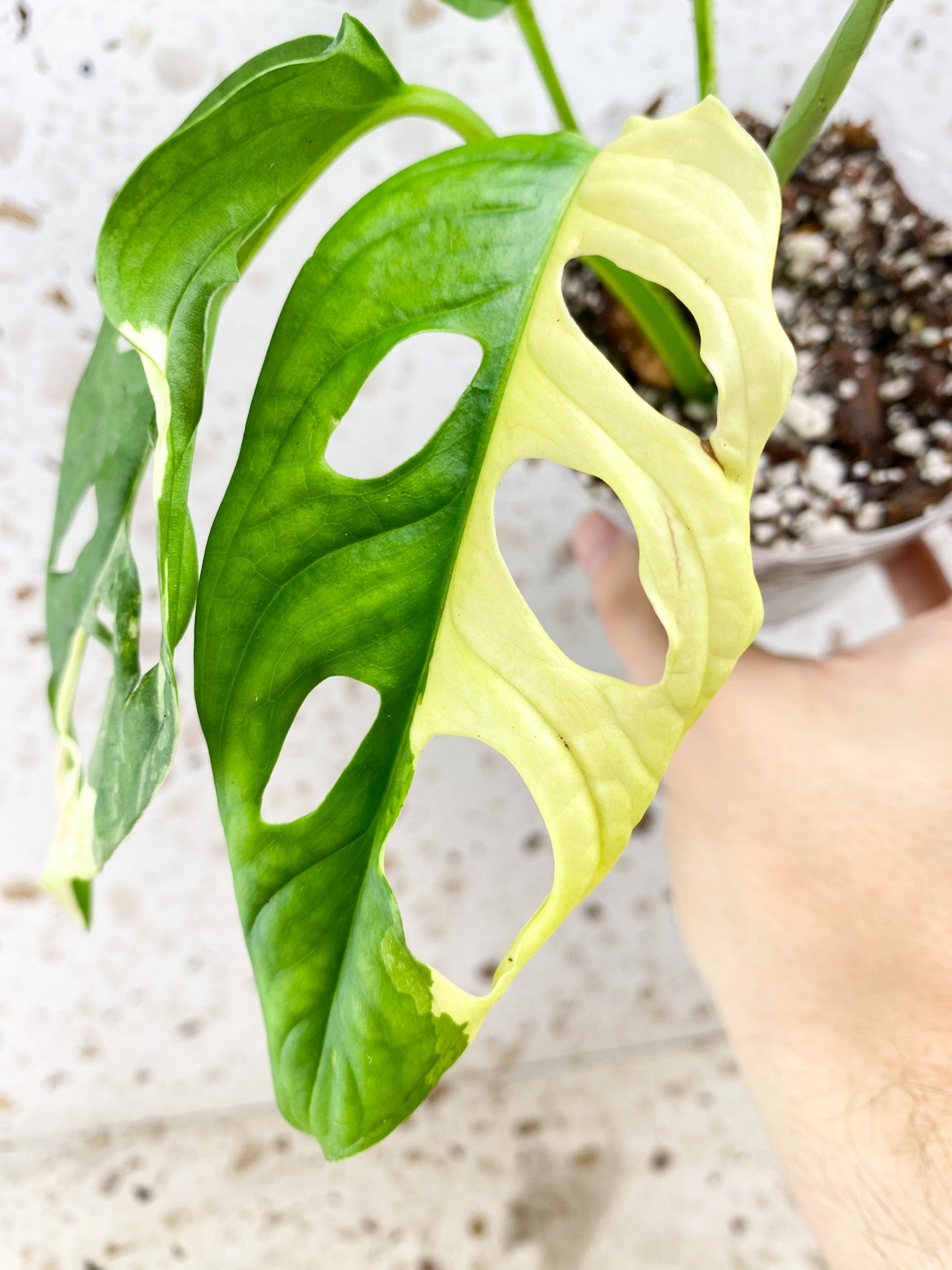 Monstera Adansonii Albo Tricolor 4 leaves 1 shoot top cutting (slightly rooted)