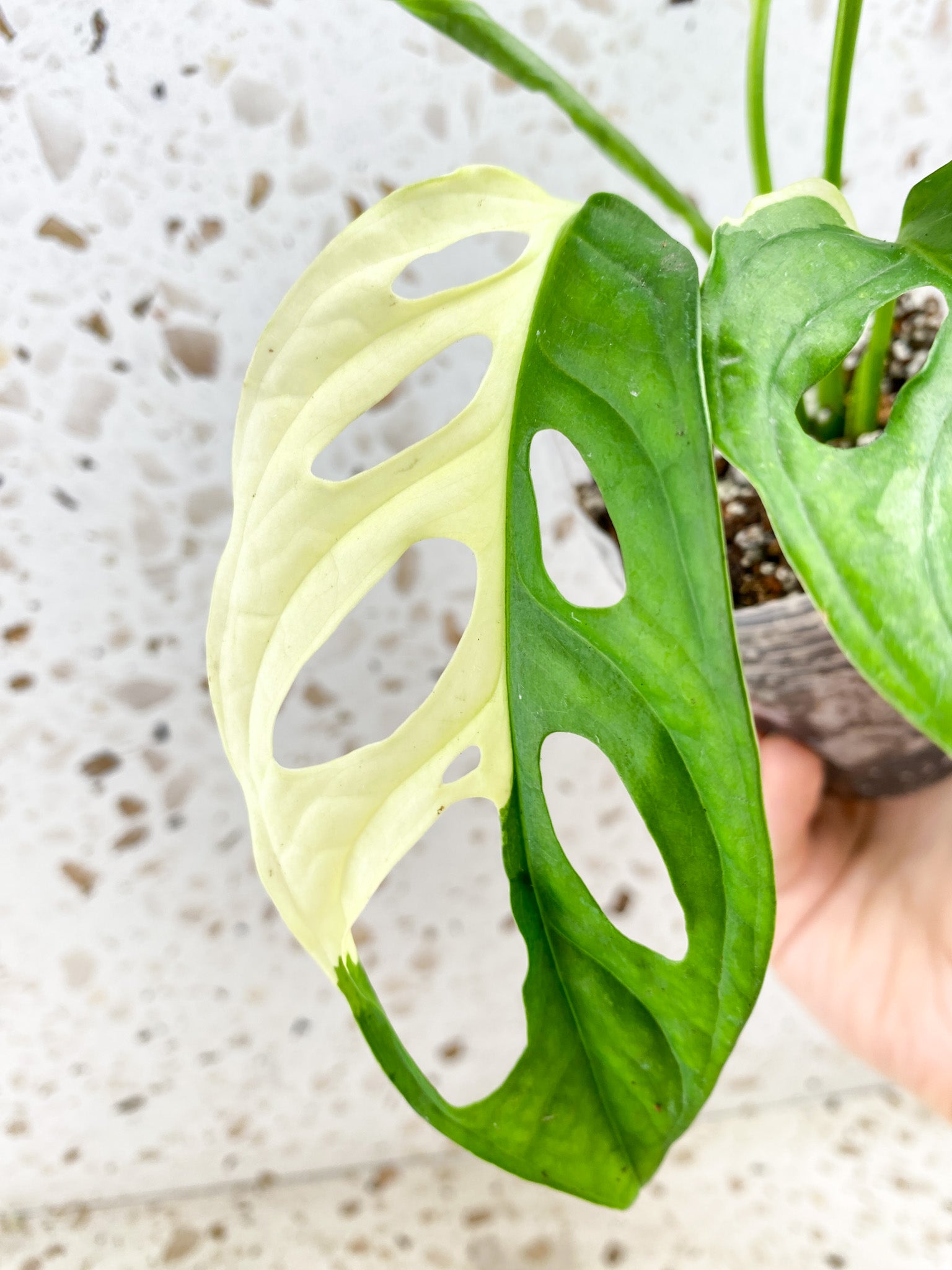 Monstera Adansonii Albo Tricolor 4 leaves 1 shoot top cutting (slightly rooted)