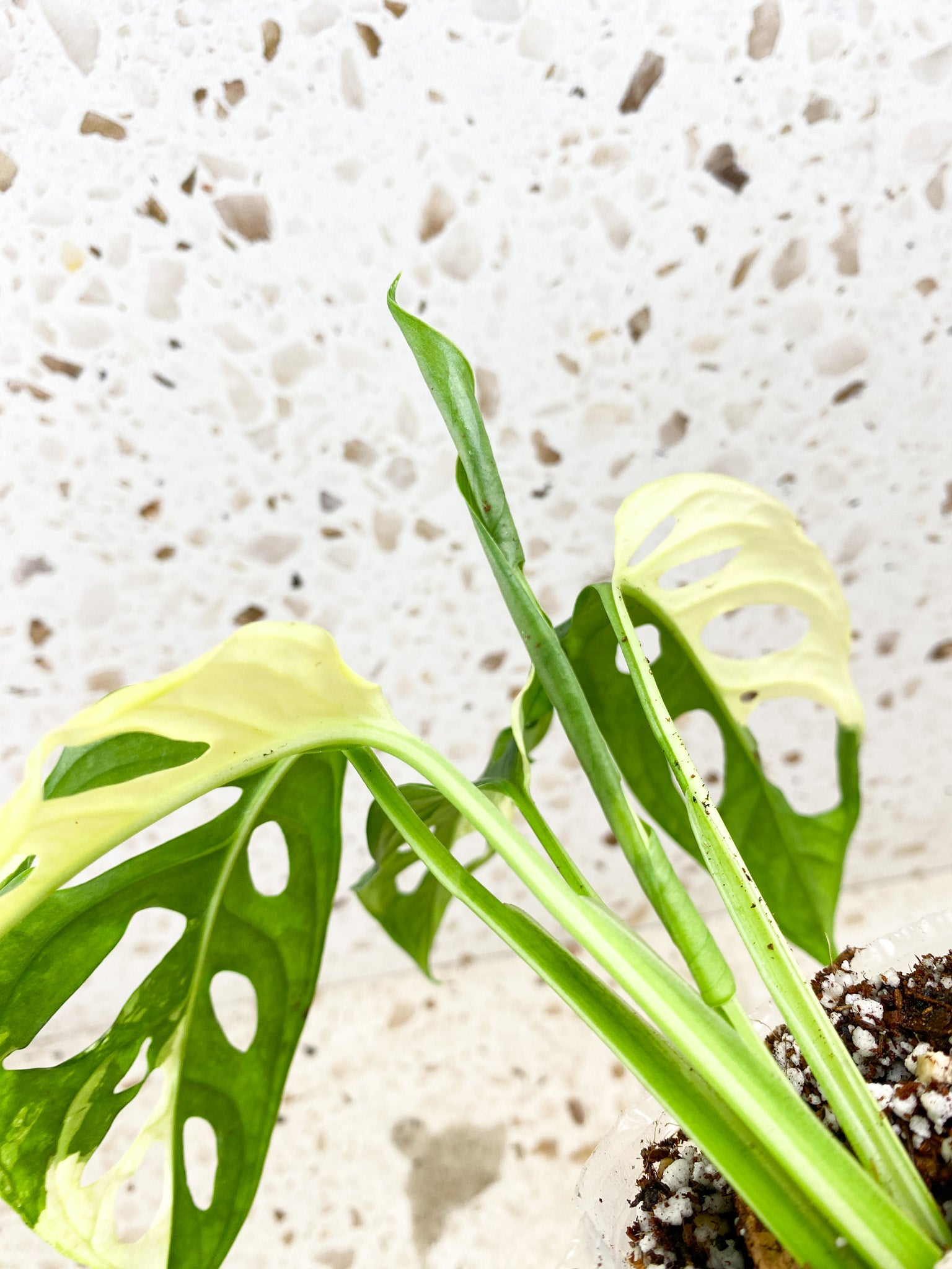 Monstera Adansonii Albo Tricolor 4 leaves 1 shoot top cutting (slightly rooted)