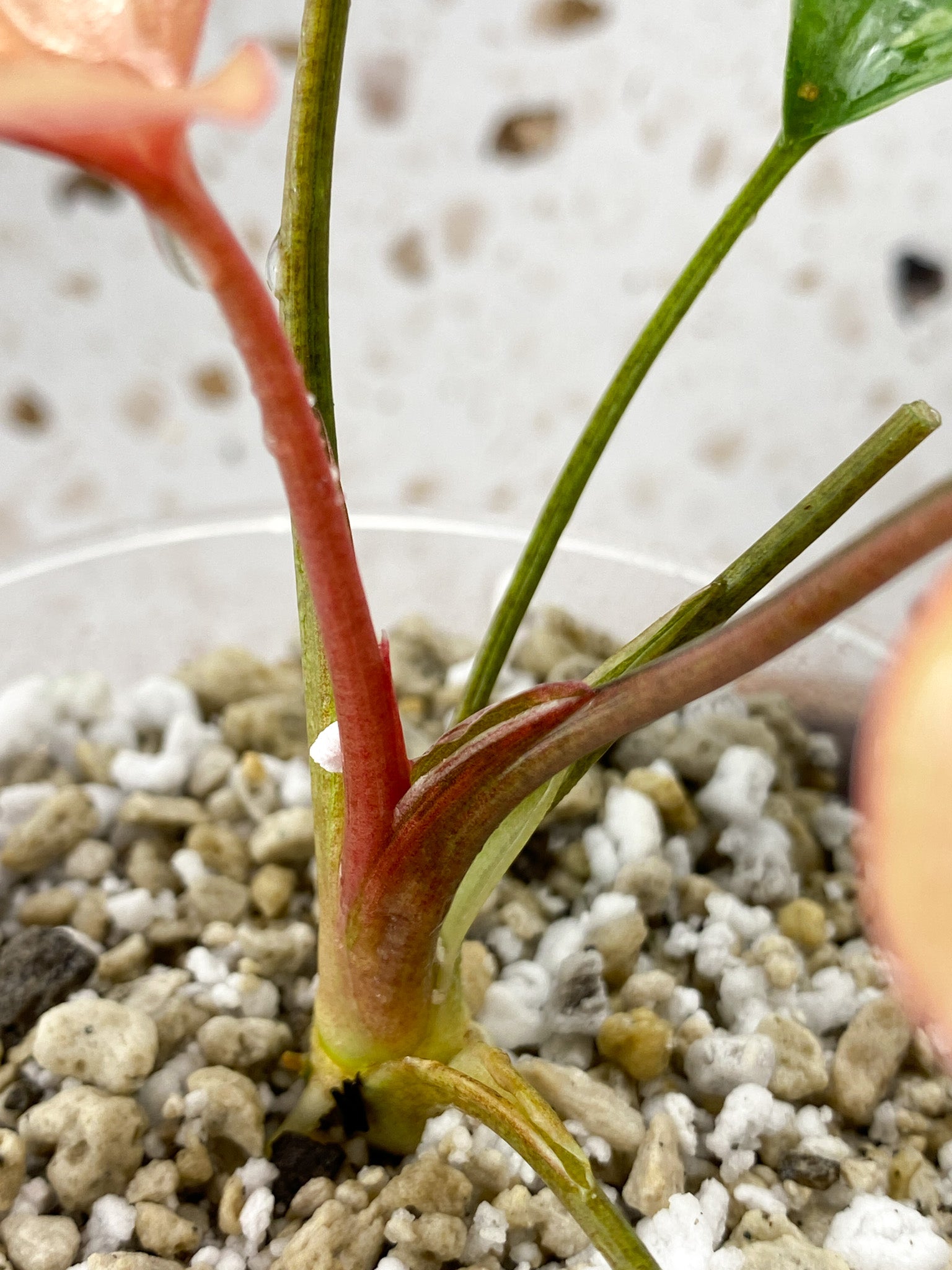 Homalomena Pink Diamond 5 Leaf Top Cutting