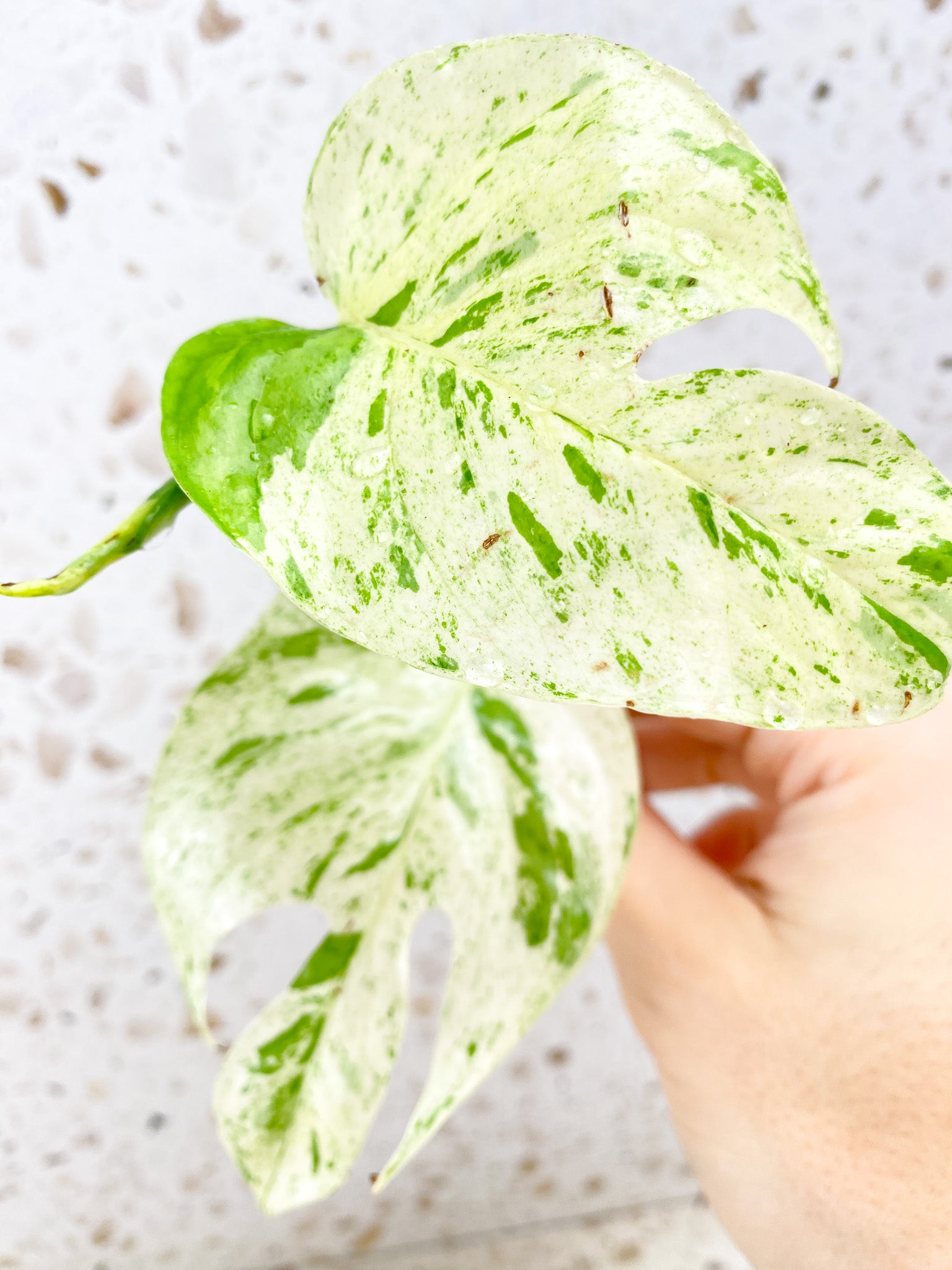 Epipremnum Marble 2 leaves 1 shoot top cutting (rooting in water)