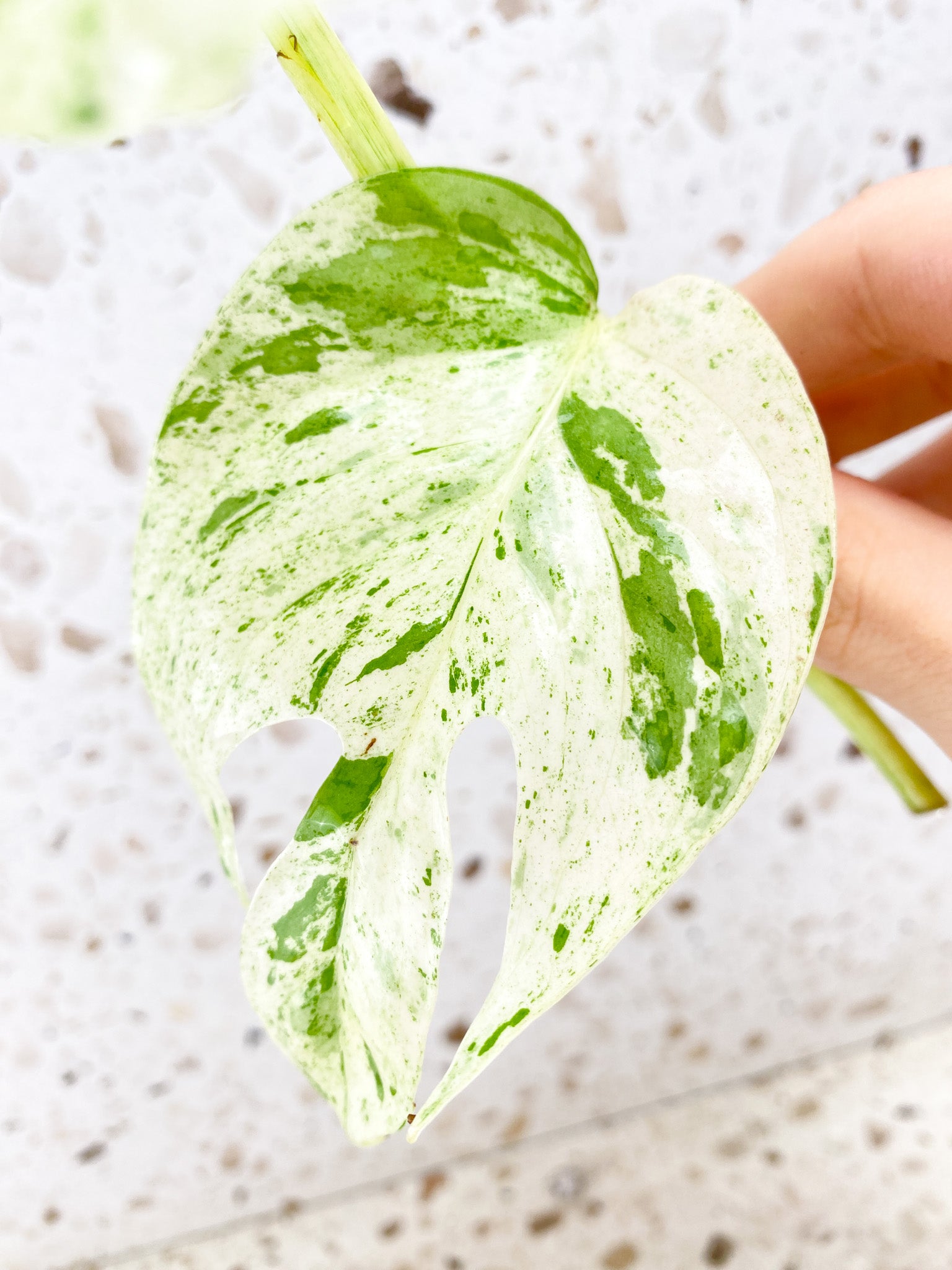 Epipremnum Marble 2 leaves 1 shoot top cutting (rooting in water)