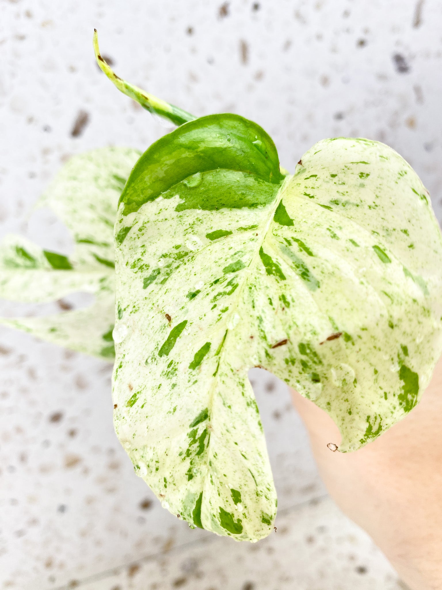 Epipremnum Marble 2 leaves 1 shoot top cutting (rooting in water)