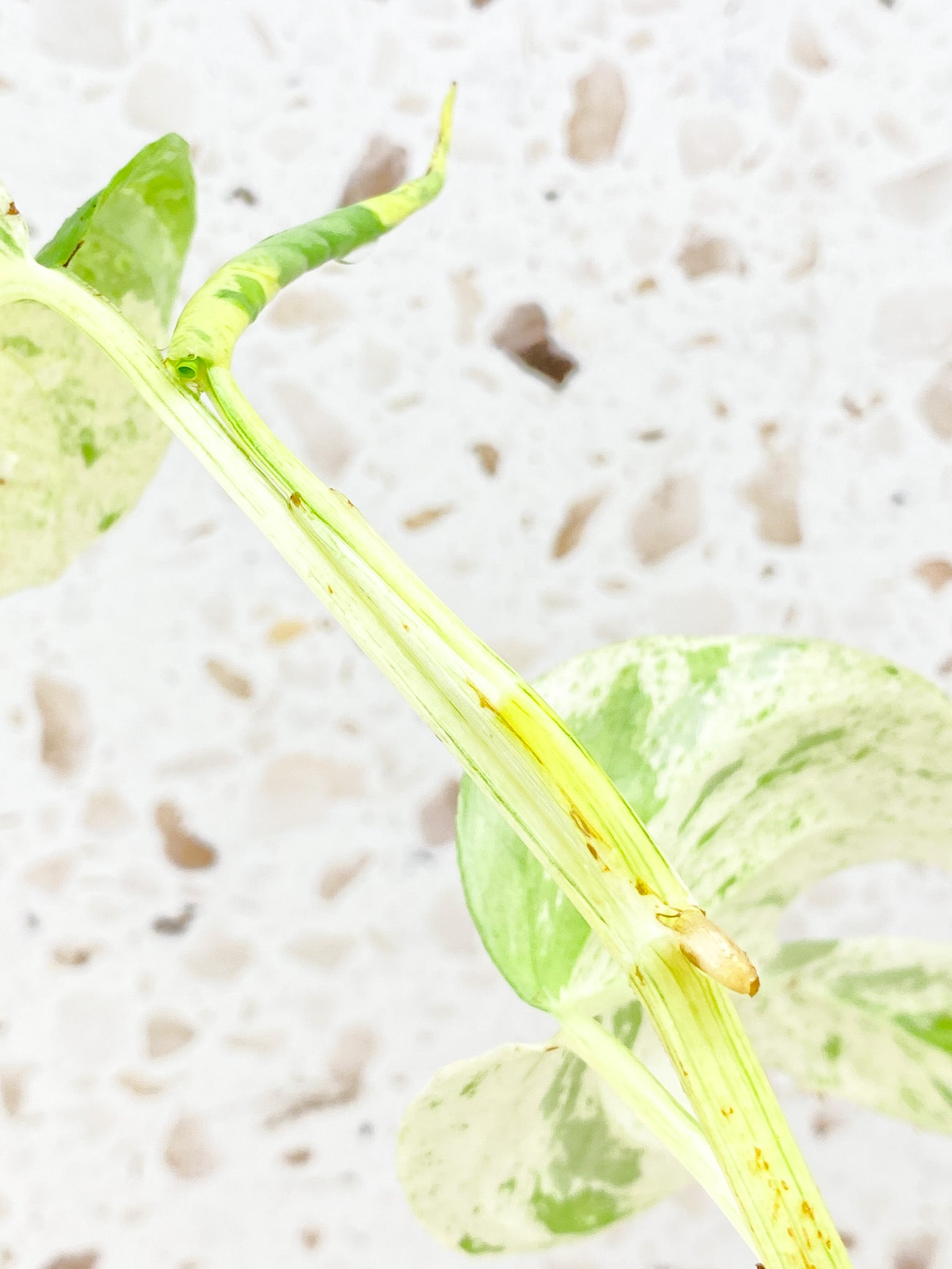 Epipremnum Marble 2 leaves 1 shoot top cutting (rooting in water)