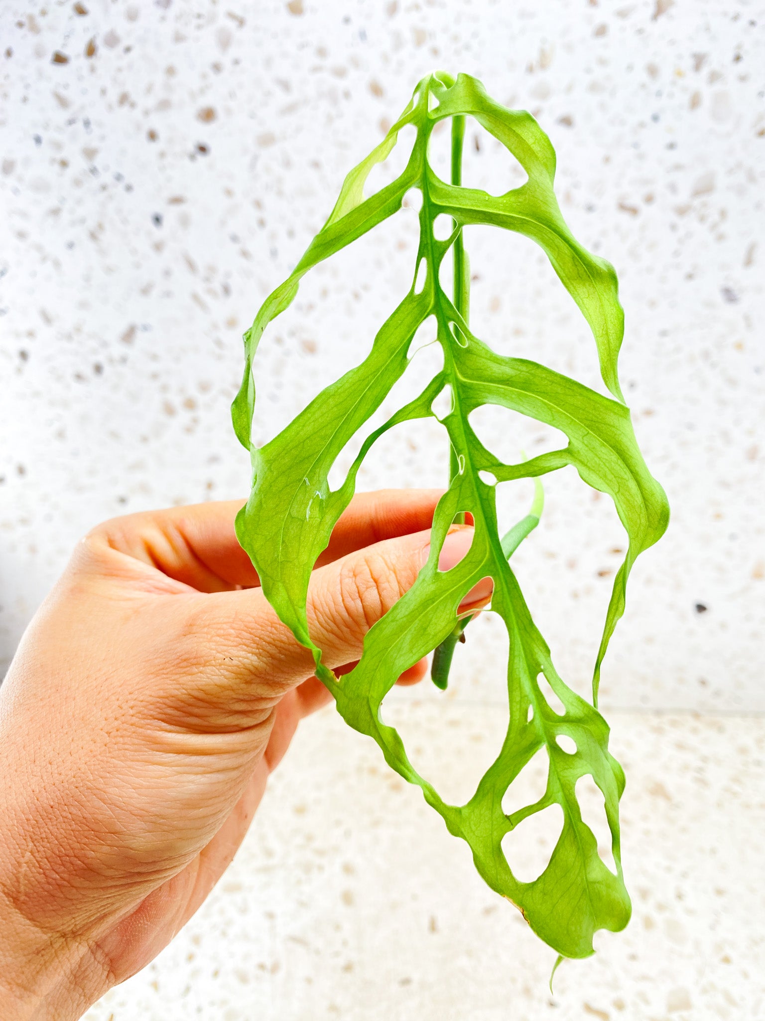 Monstera Obliqua Peruvian 1 leaf 1 sprout Top Cutting unrooted