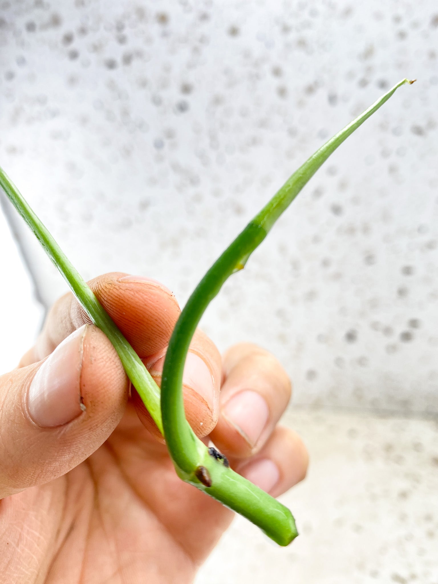 Monstera Obliqua Peruvian 1 leaf 1 sprout Top Cutting unrooted