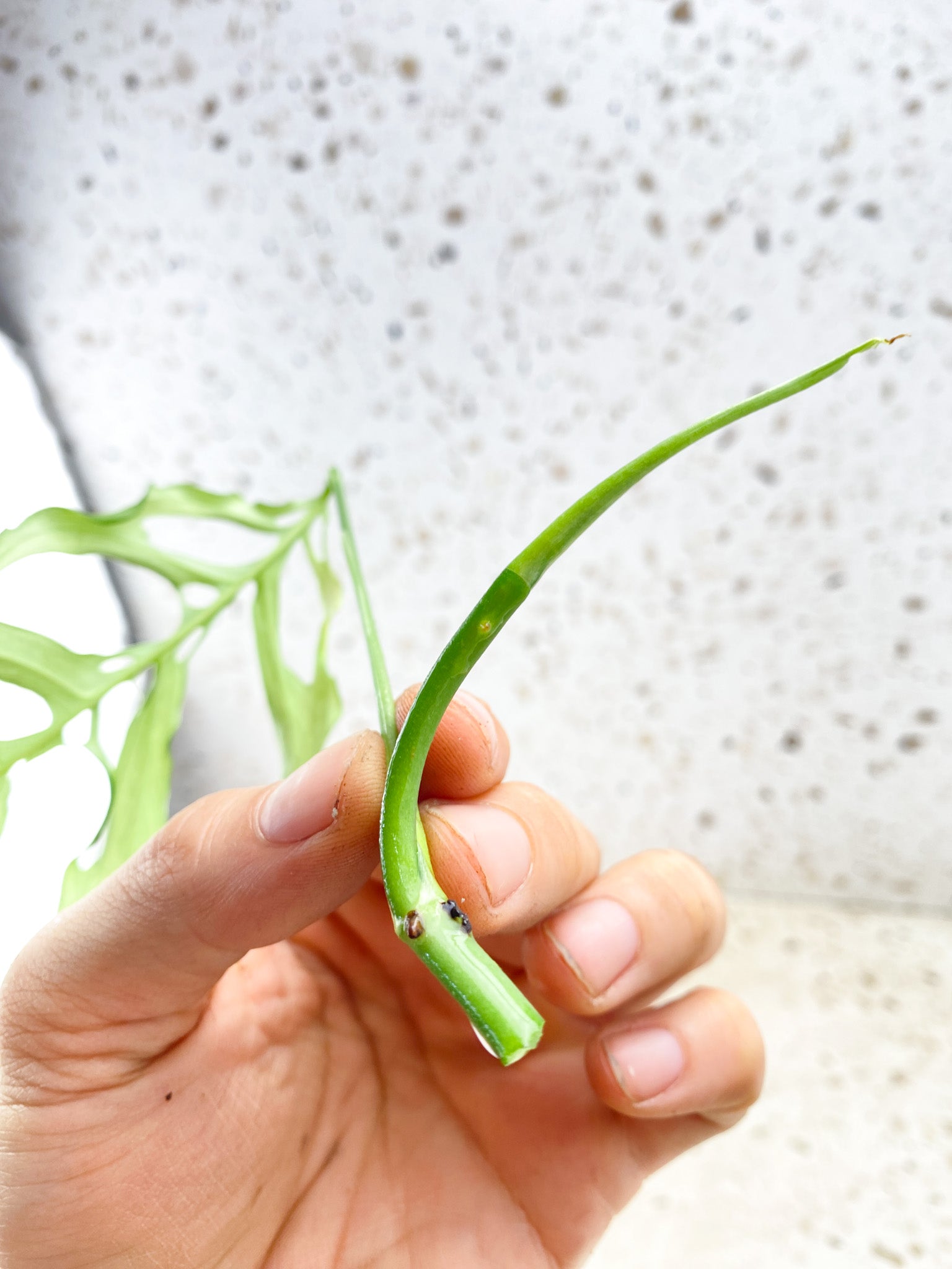 Monstera Obliqua Peruvian 1 leaf 1 sprout Top Cutting unrooted