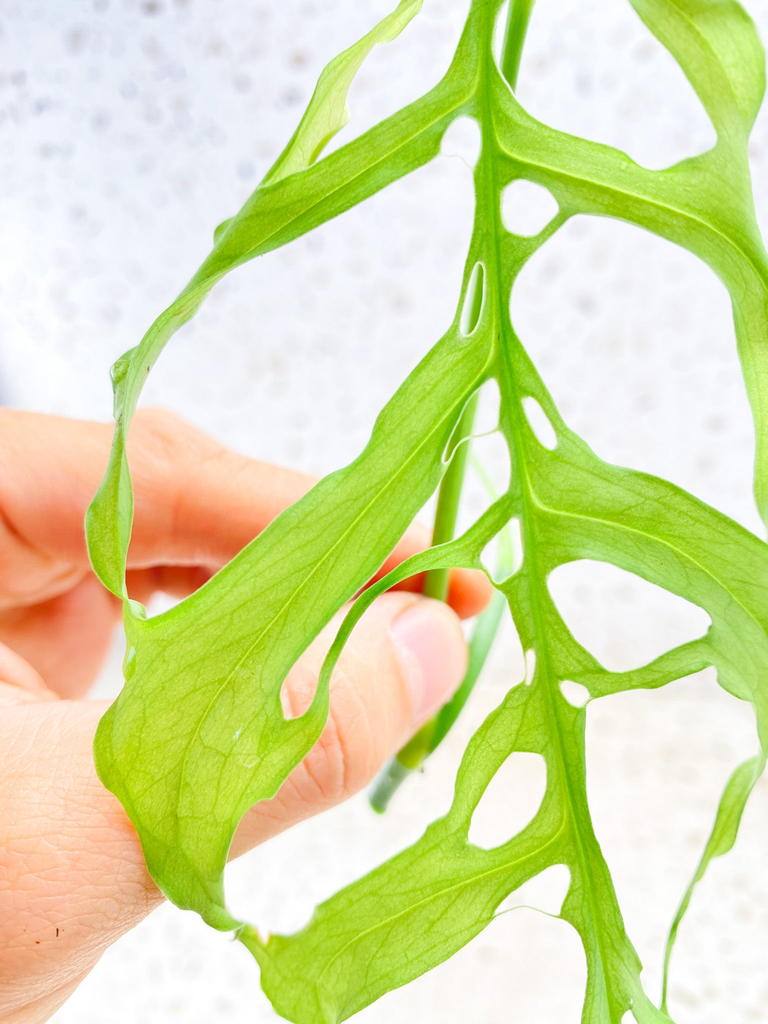 Monstera Obliqua Peruvian 1 leaf 1 sprout Top Cutting unrooted