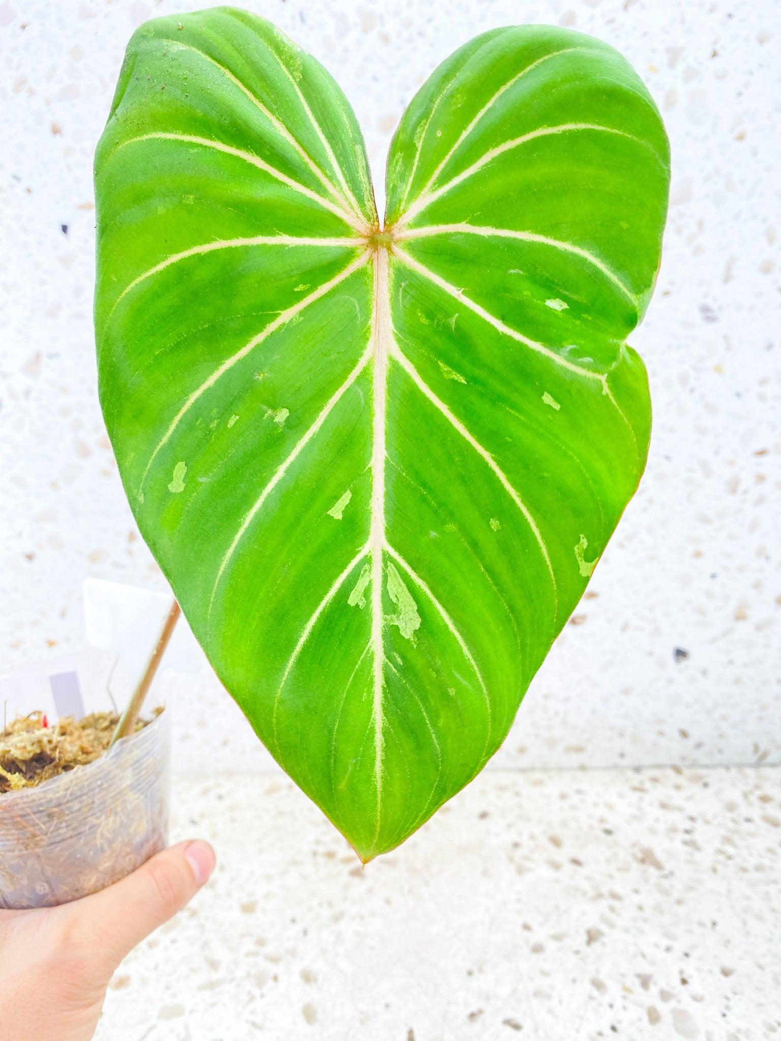 Philodendron Gloriosum Snow Leopard Variegated 1 big leaf 1 sprout Top Cutting Rooting