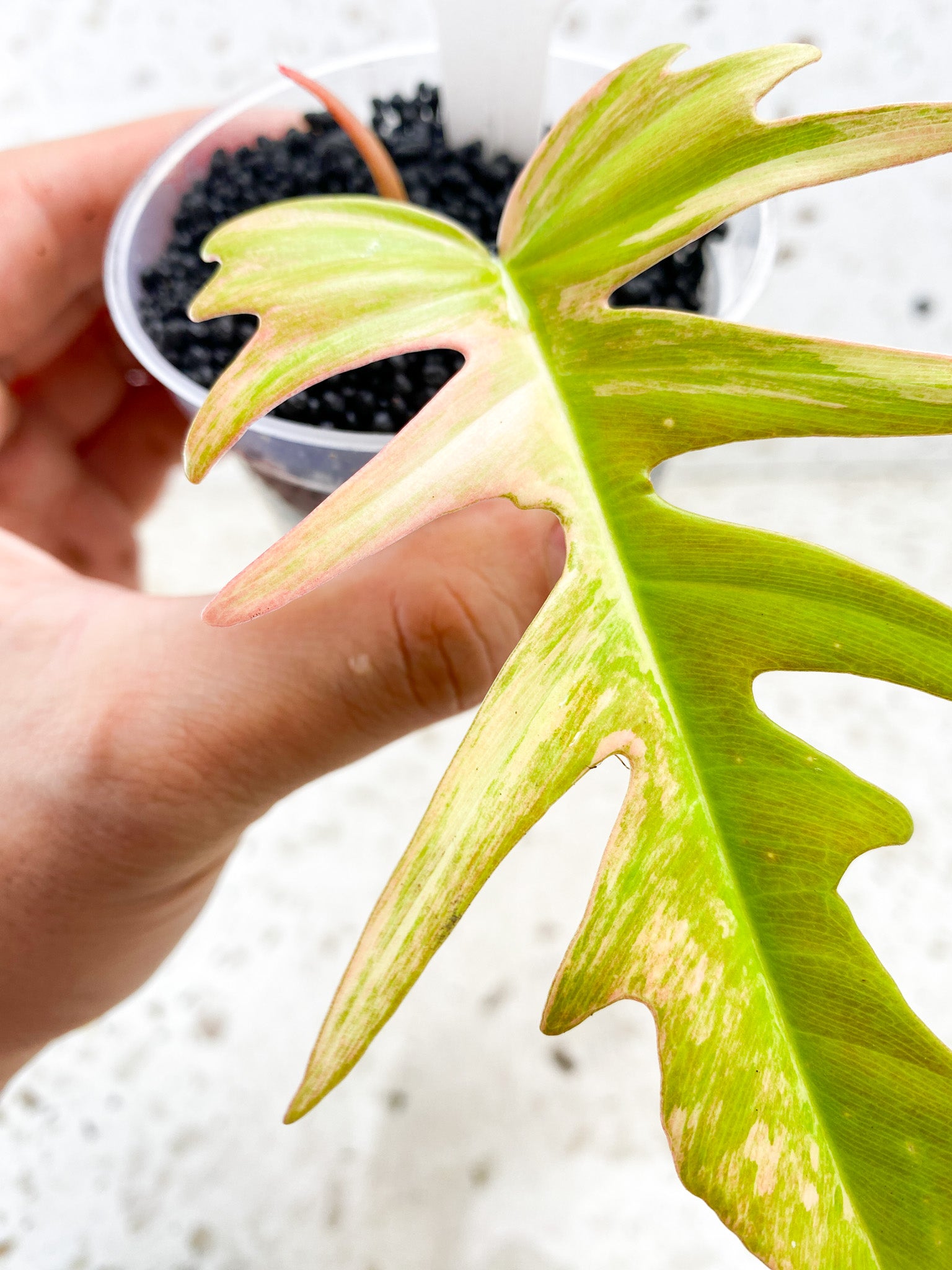 Philodendron Florida Beauty x Tortum Albo Pink 1 leaf 1 sprout Top Cutting Rooting