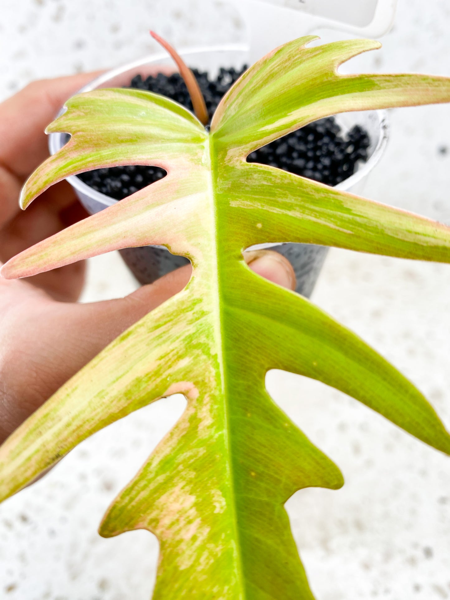 Philodendron Florida Beauty x Tortum Albo Pink 1 leaf 1 sprout Top Cutting Rooting