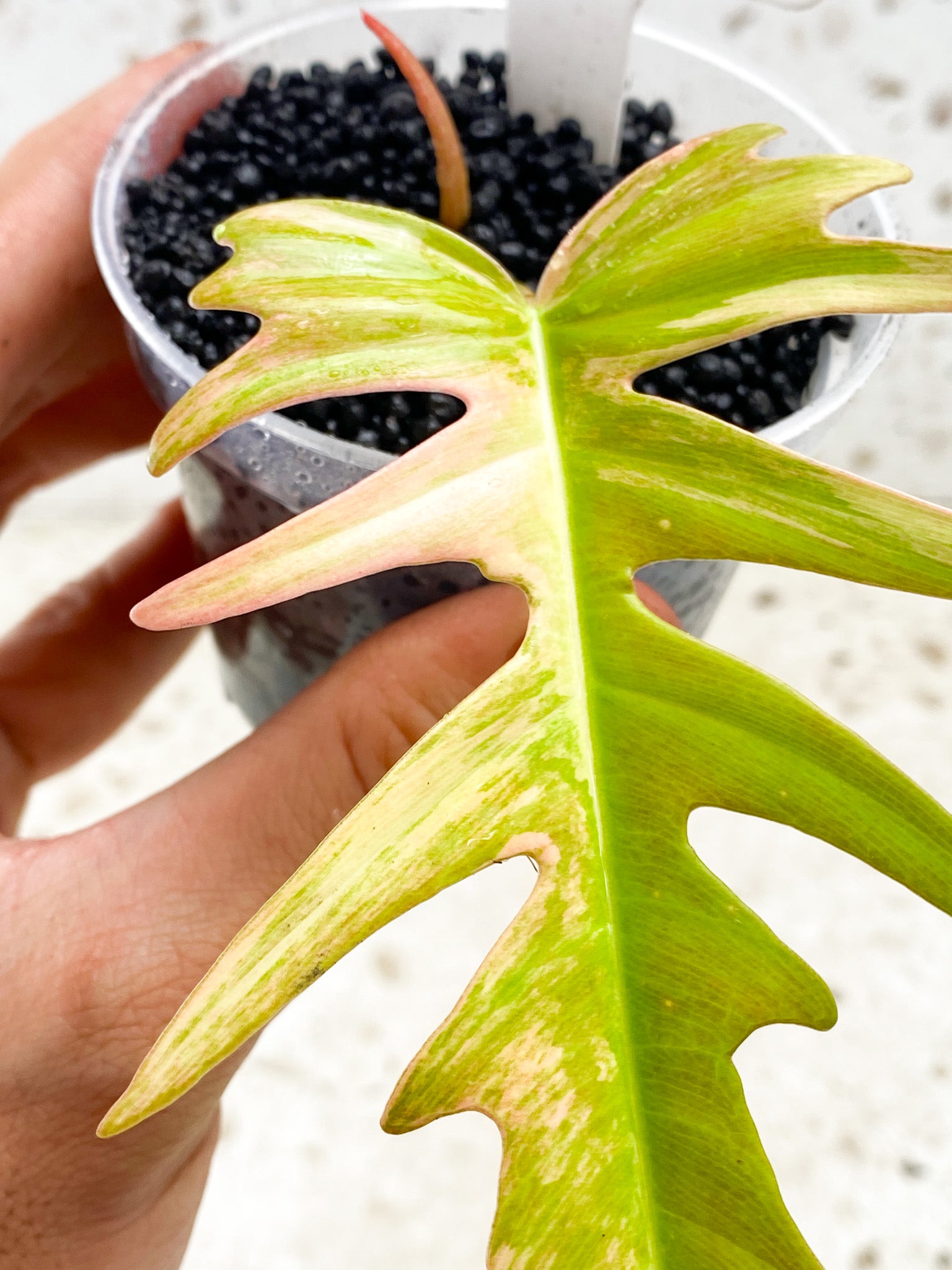 Philodendron Florida Beauty x Tortum Albo Pink 1 leaf 1 sprout Top Cutting Rooting