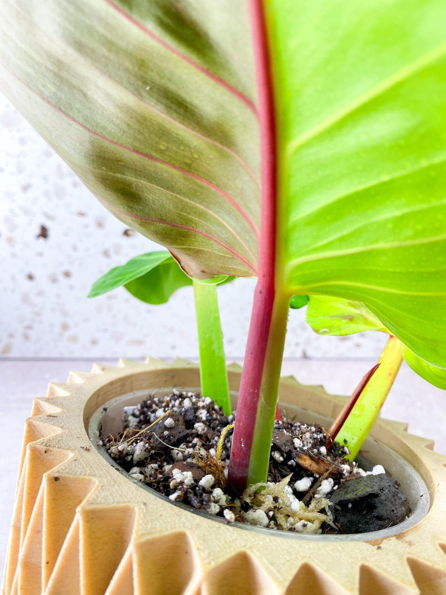 Philodendron Red Moon Variegated 3 Leaf 1 Sprout