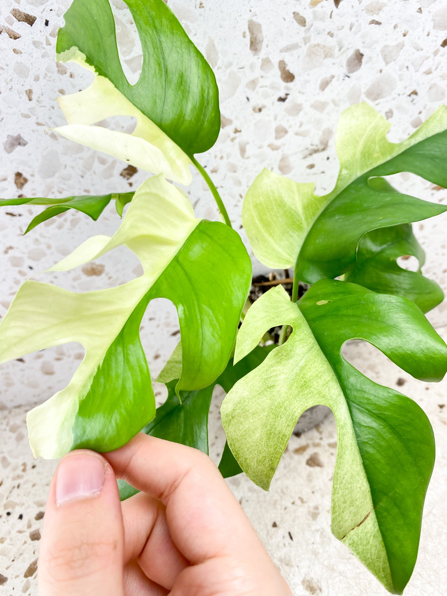 Rhaphidophora Tetrasperma Variegated 7 leaf top cutting (rooting)