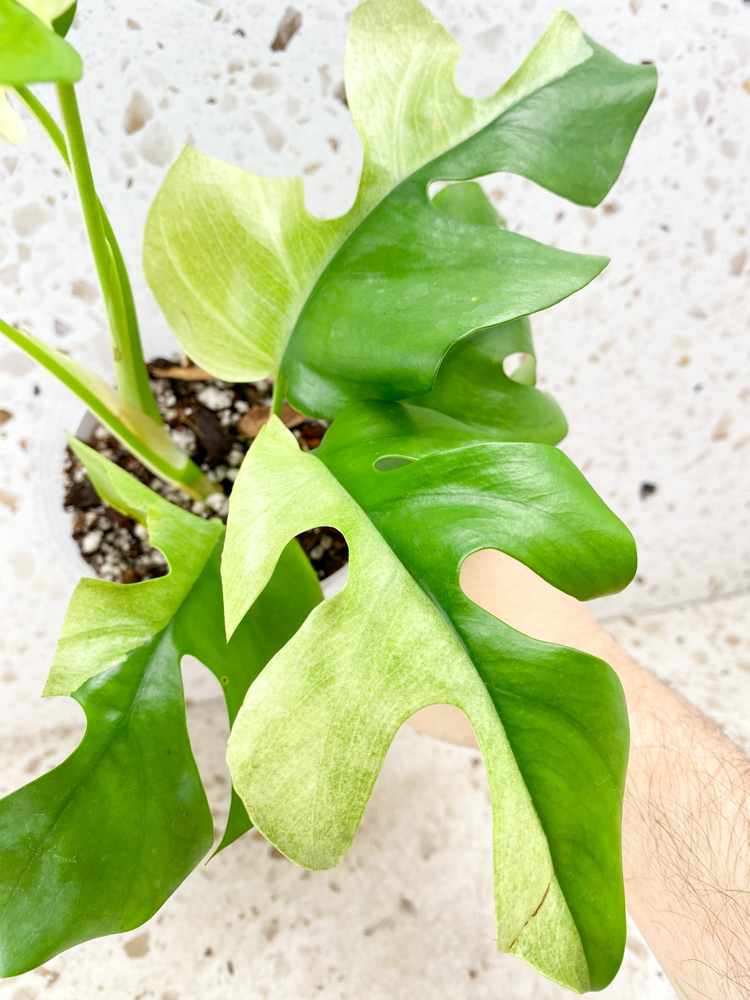 Rhaphidophora Tetrasperma Variegated 7 leaf top cutting (rooting)